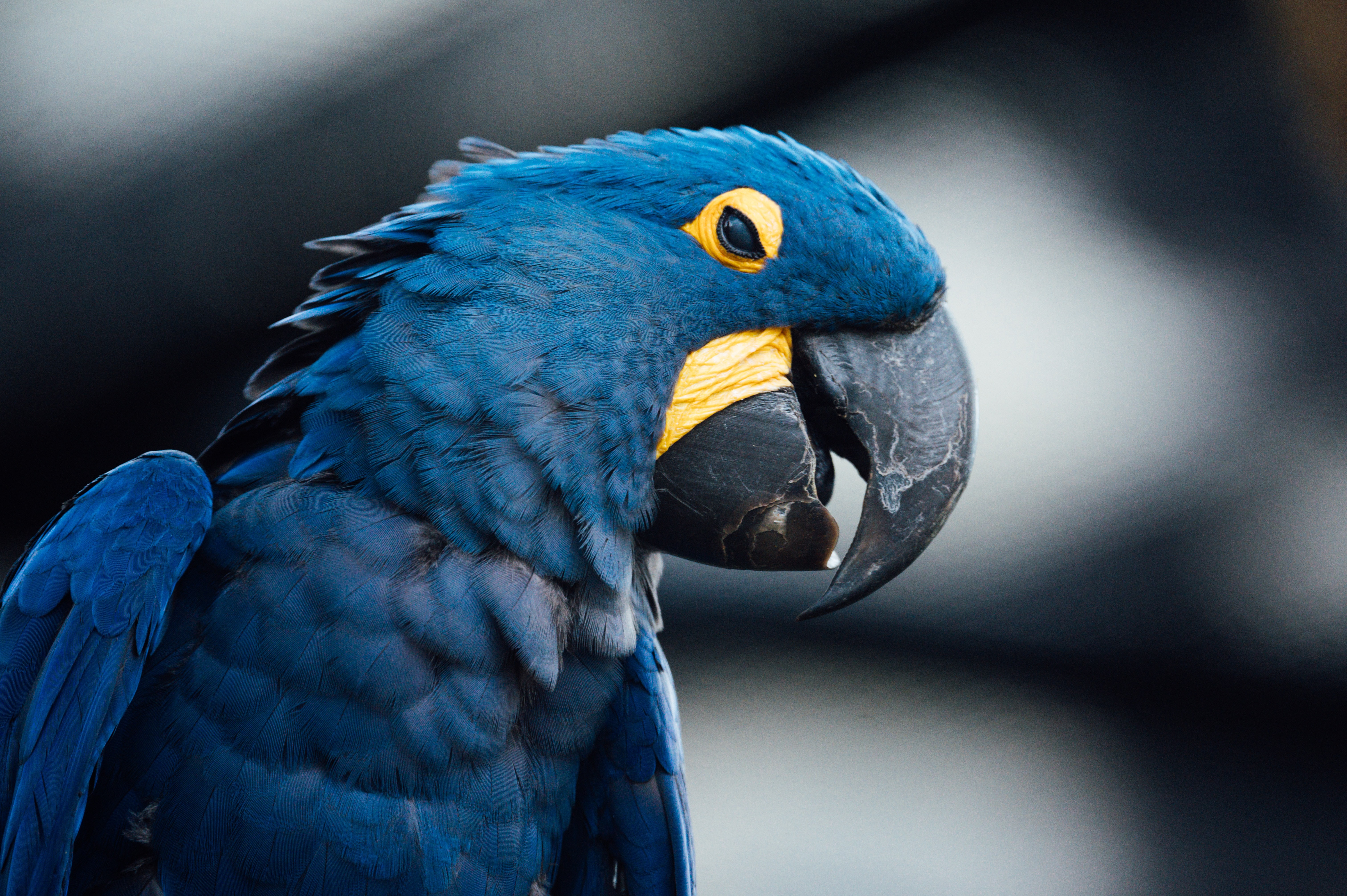 Hyacinth Macaw (anodorhynchus hyacinthinus) 4k Ultra HD Wallpaper