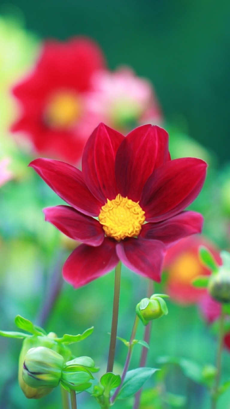 Red Flower Android Home Screen Wallpaper Download