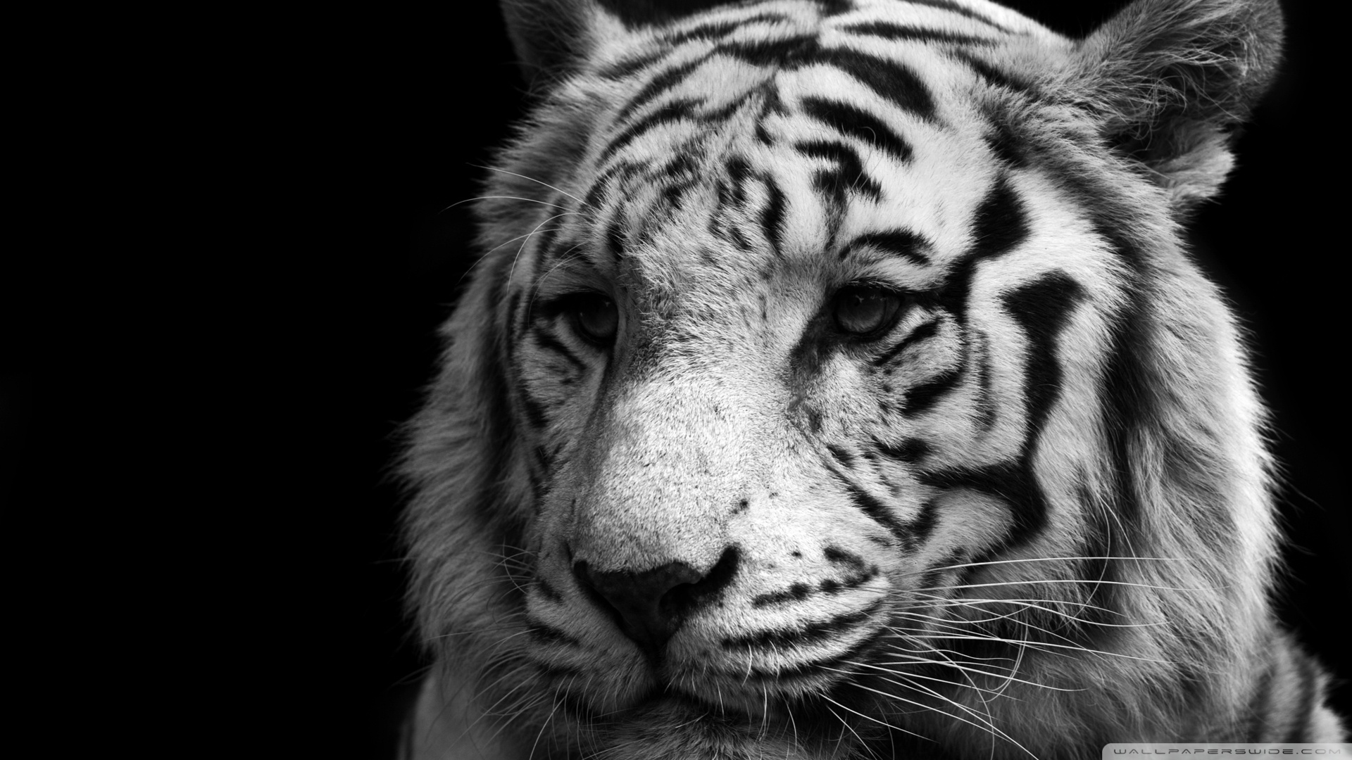 Free download Black And White Tiger wallpaper [1920x1080] for your Desktop, Mobile & Tablet. Explore White Tiger Background. Black and White Tiger Wallpaper, Free White Tiger Wallpaper Download