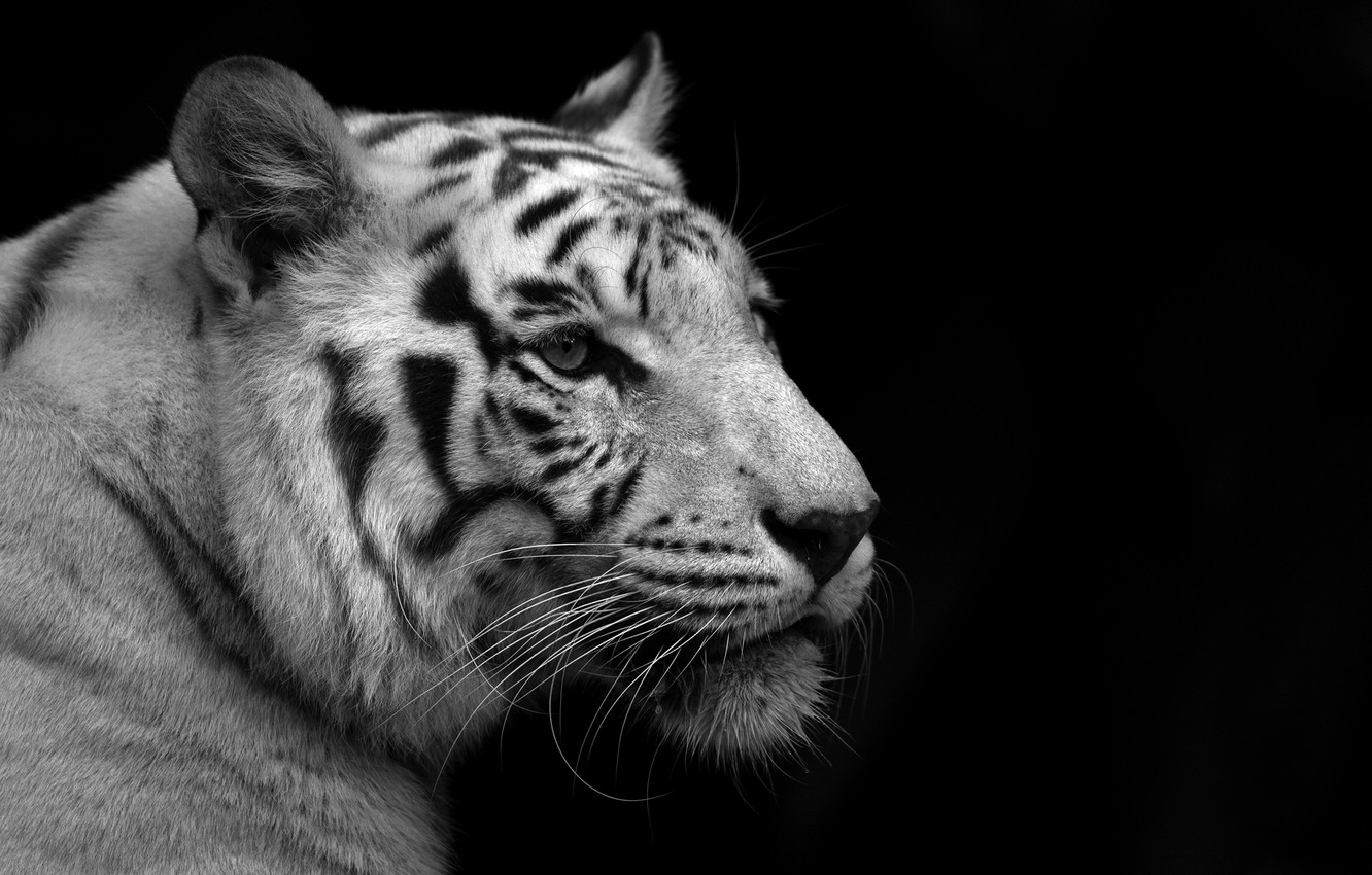 Wallpaper white, tiger, black background, black and white Wallpaper image for desktop, section кошки