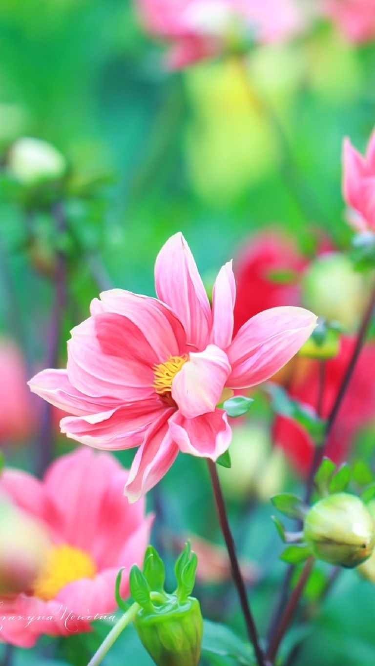 iPhone Flower Home Screen Wallpaper Download Free