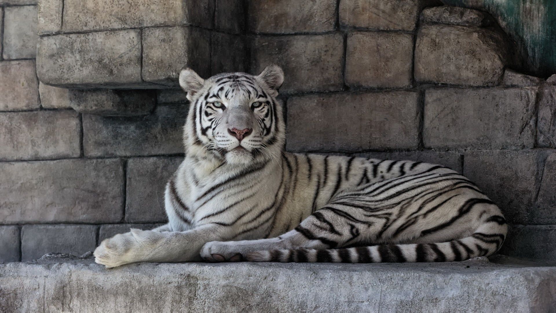 White Tiger Computer Wallpaper, Desktop Background (1920x1080). Tiger wallpaper, Pet tiger, White tiger