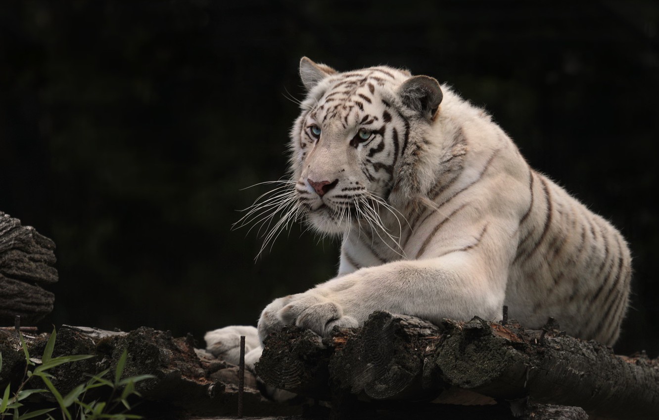 Wallpaper tiger, white tiger, wild cat, the dark background image for desktop, section кошки