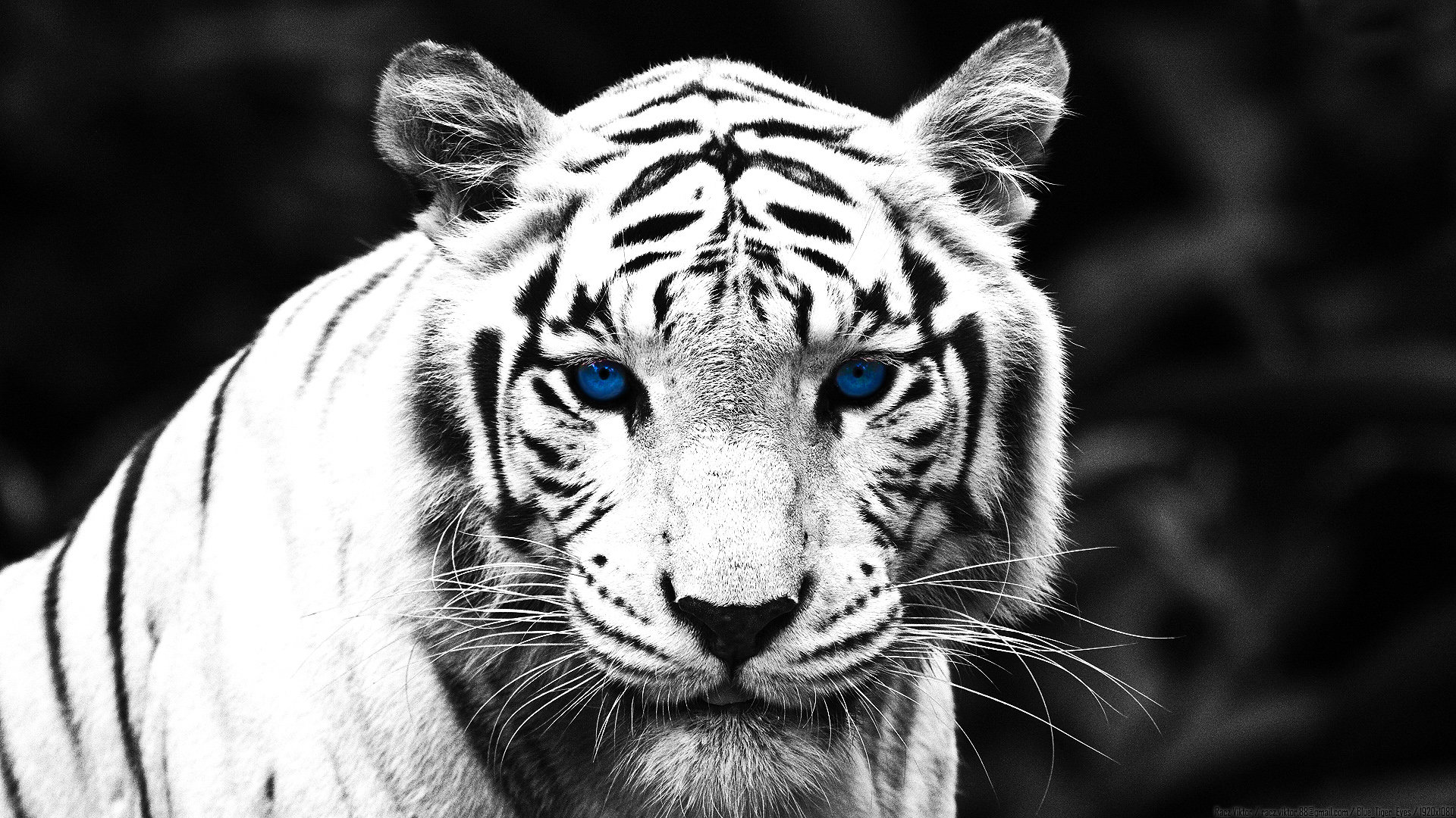 White Tiger wallpaper 1920x1080 Full HD (1080p) desktop background