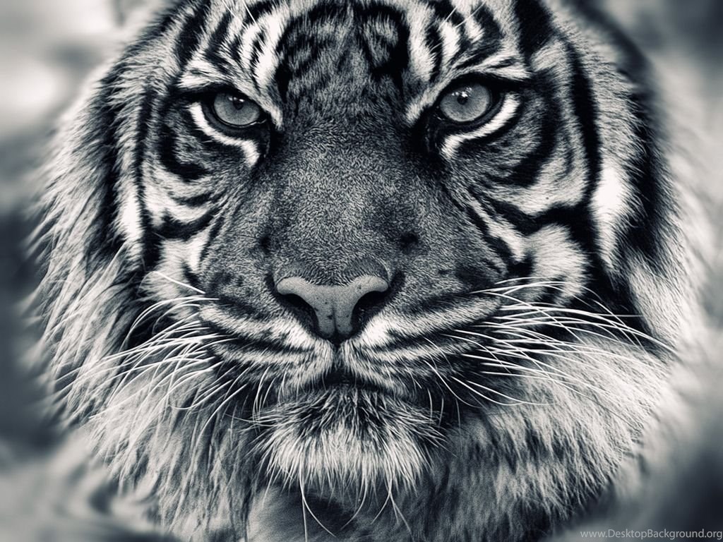 Black and white tiger vuqw HD wallpaper 14783 Fariko Gaming Desktop Background