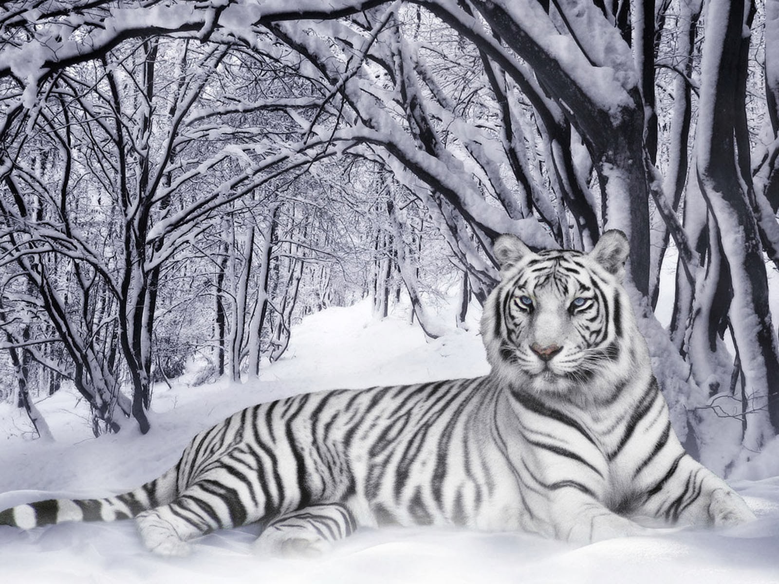 Art And Home Wallpaper HD: White Tiger Desktop Wallpaper