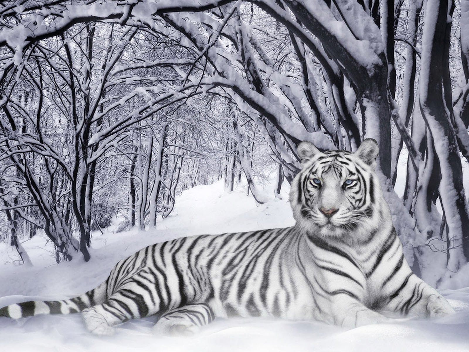 Art And Home Wallpaper HD: White Tiger Desktop Wallpaper