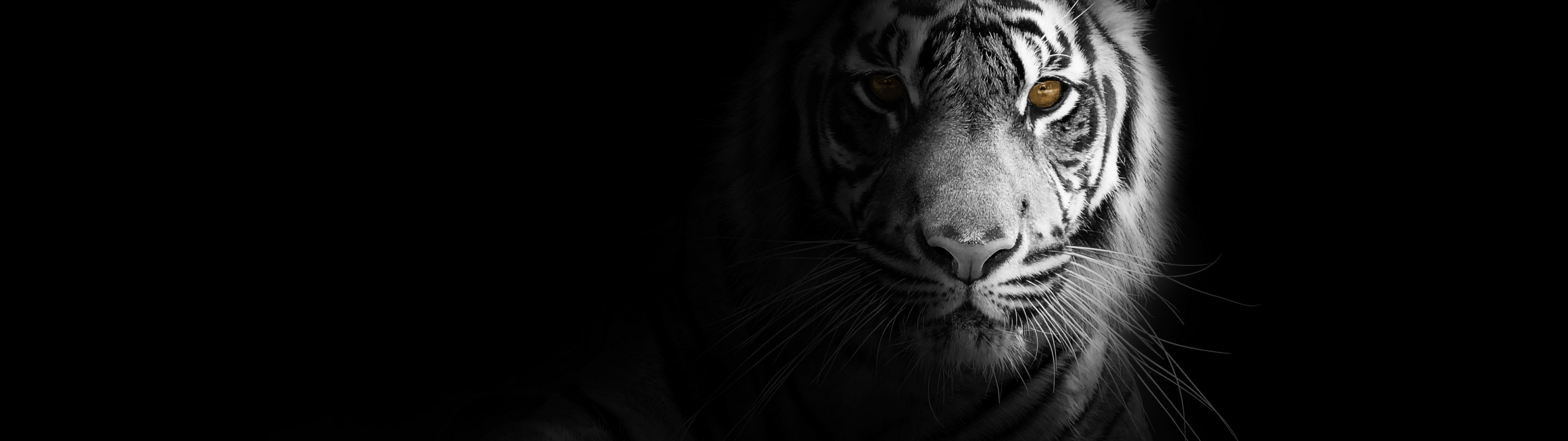 White tiger Wallpaper 4K, Bengal Tiger, Black background, 5K, Animals