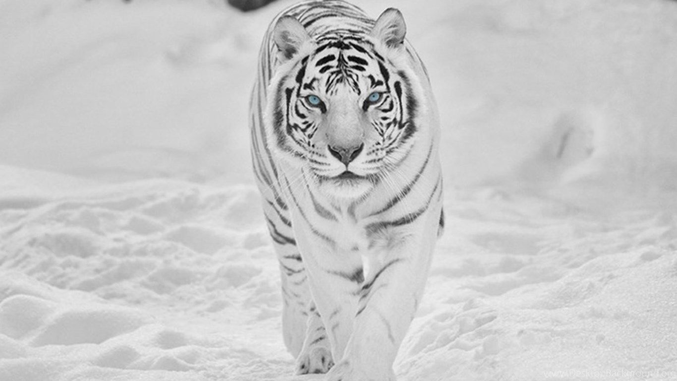 White Tigers HD Wallpaper Desktop Background Data Src Tiger In The Wild
