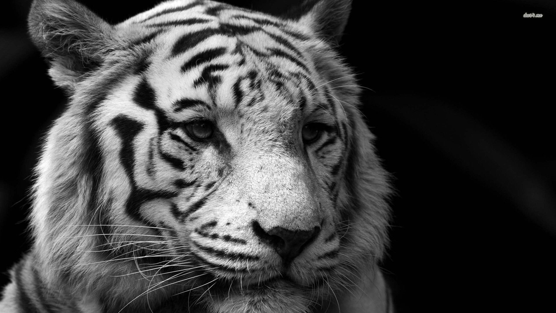 Black and white tiger wallpaper