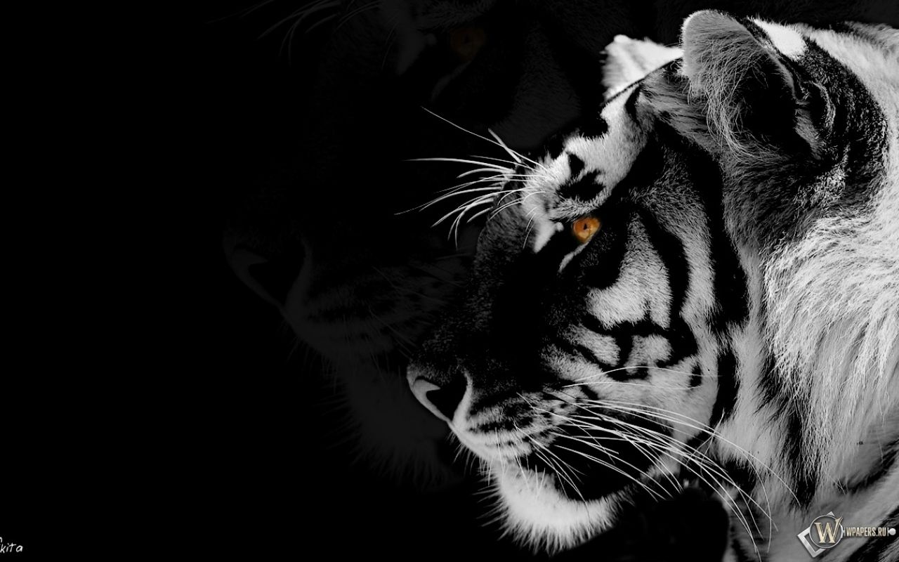 Black and White Tiger Wallpaper Free Black and White Tiger Background