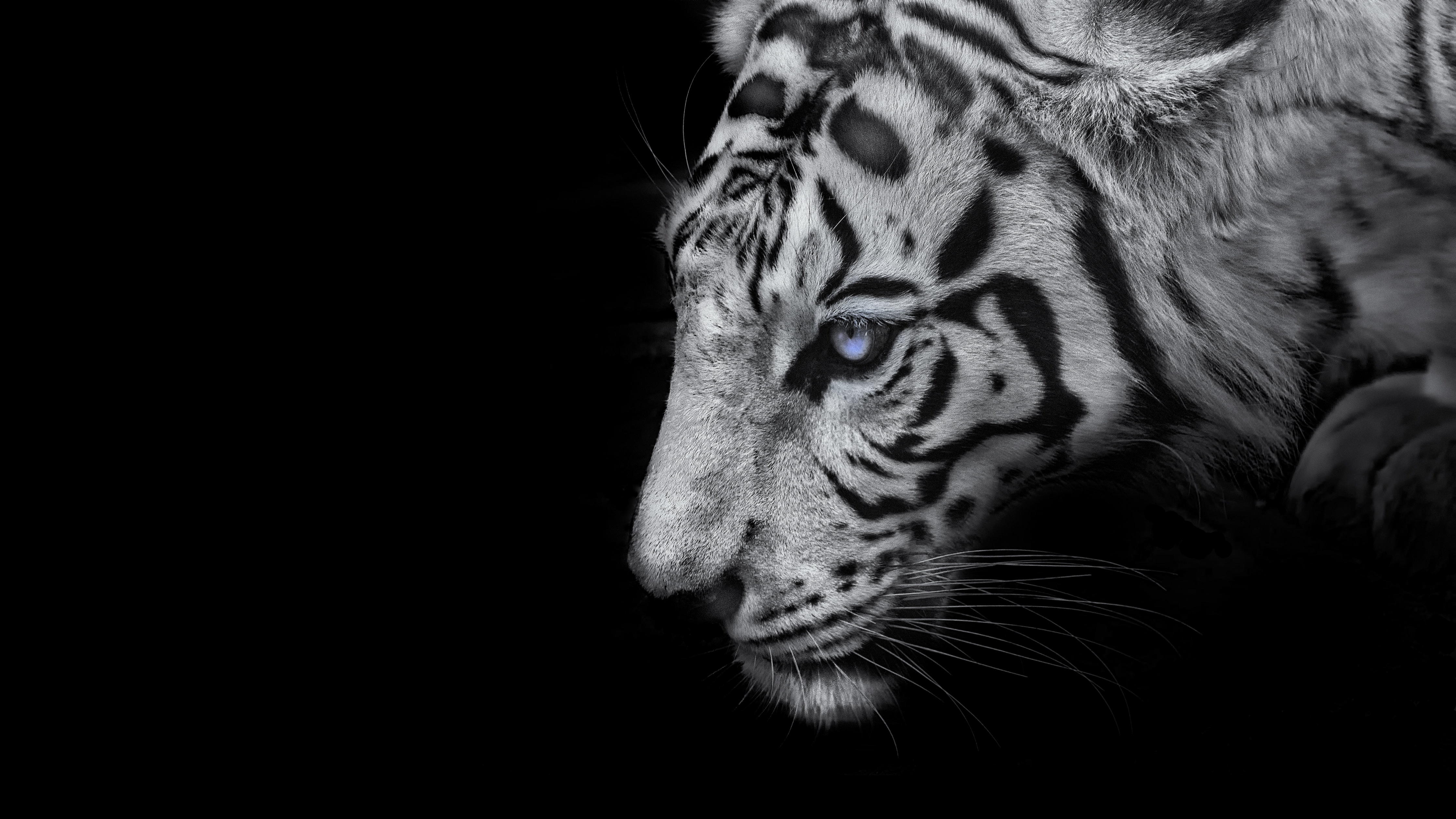 White tiger Wallpaper 4K, Black background, 5K, Animals
