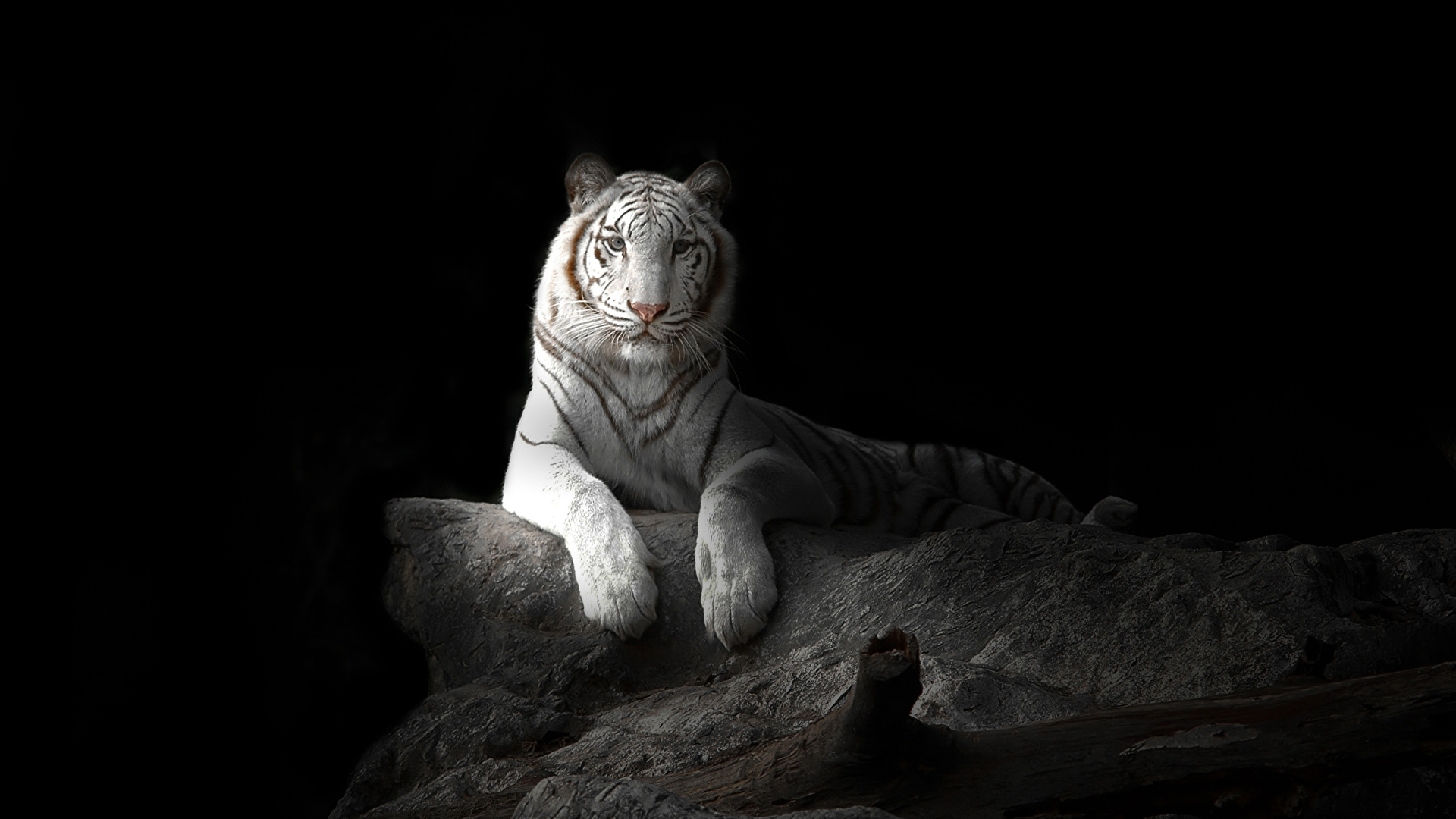 Wallpaper Tigers Big cats White animal Black background 1920x1080