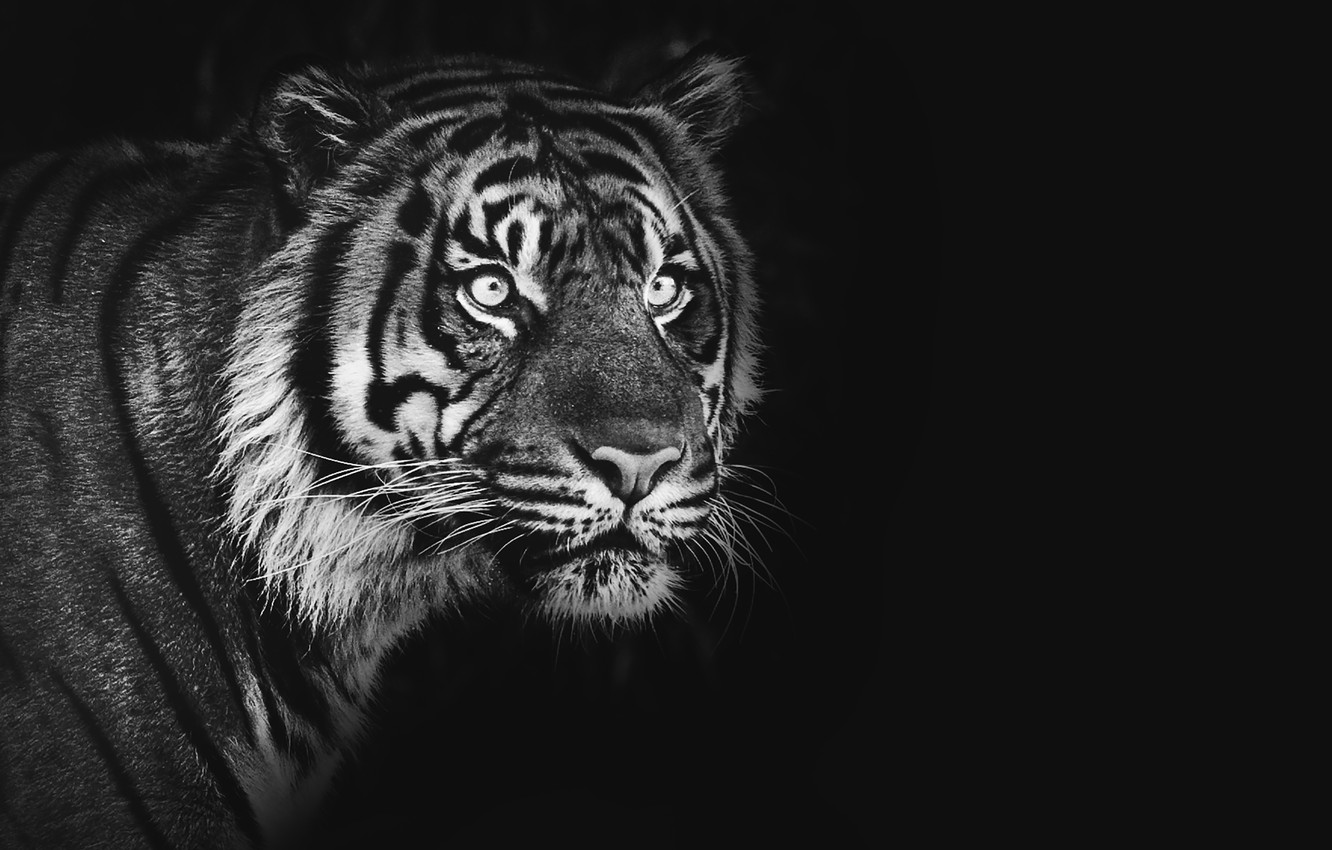 Wallpaper tiger, black & white, tiger, Sumatran tiger, sumatran tiger - for desktop, section кошки