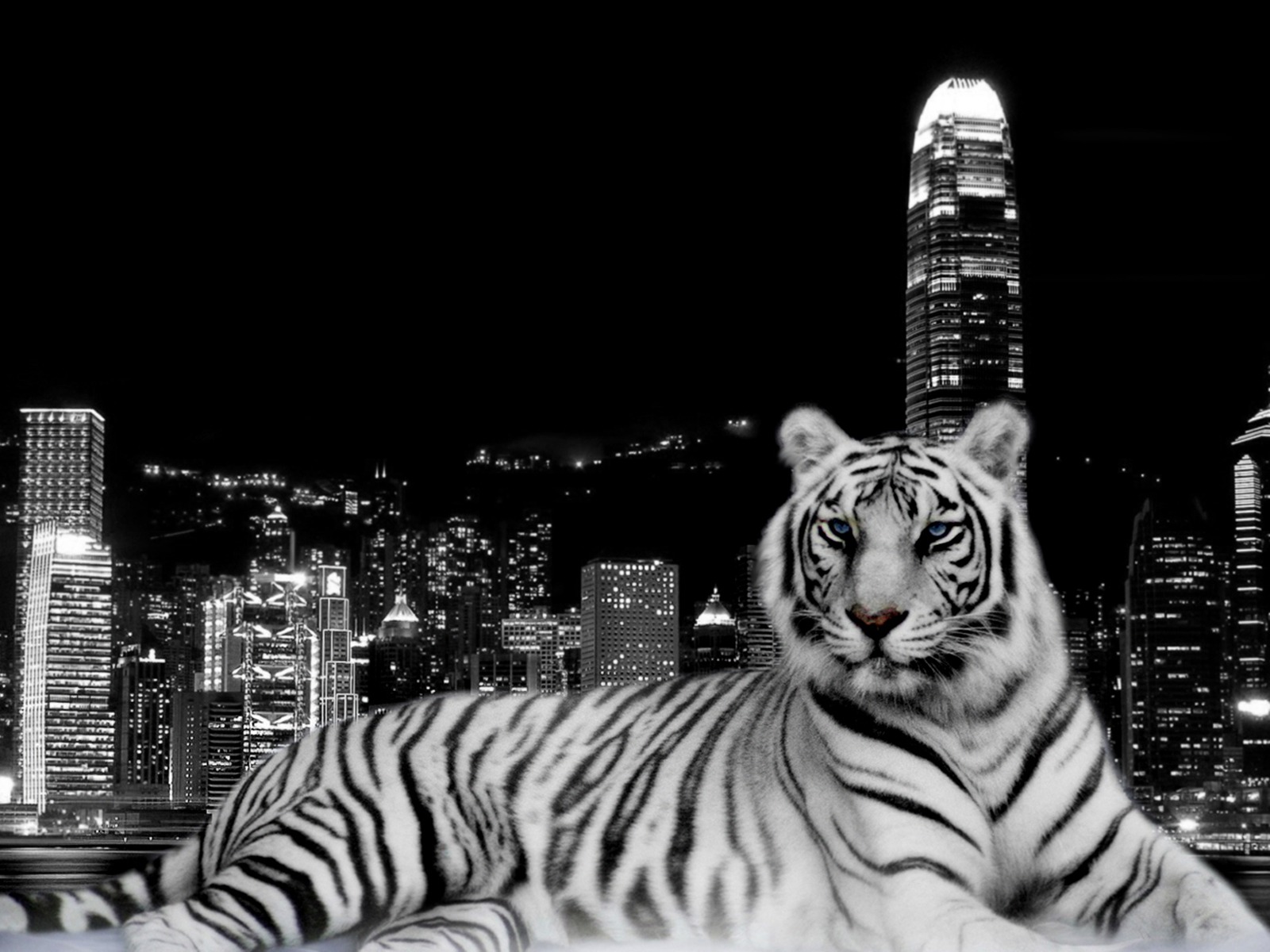 white tiger wallpaper hd, white, photograph, felidae, black and white, black, bengal tiger, tiger, landmark, human settlement, metropolis