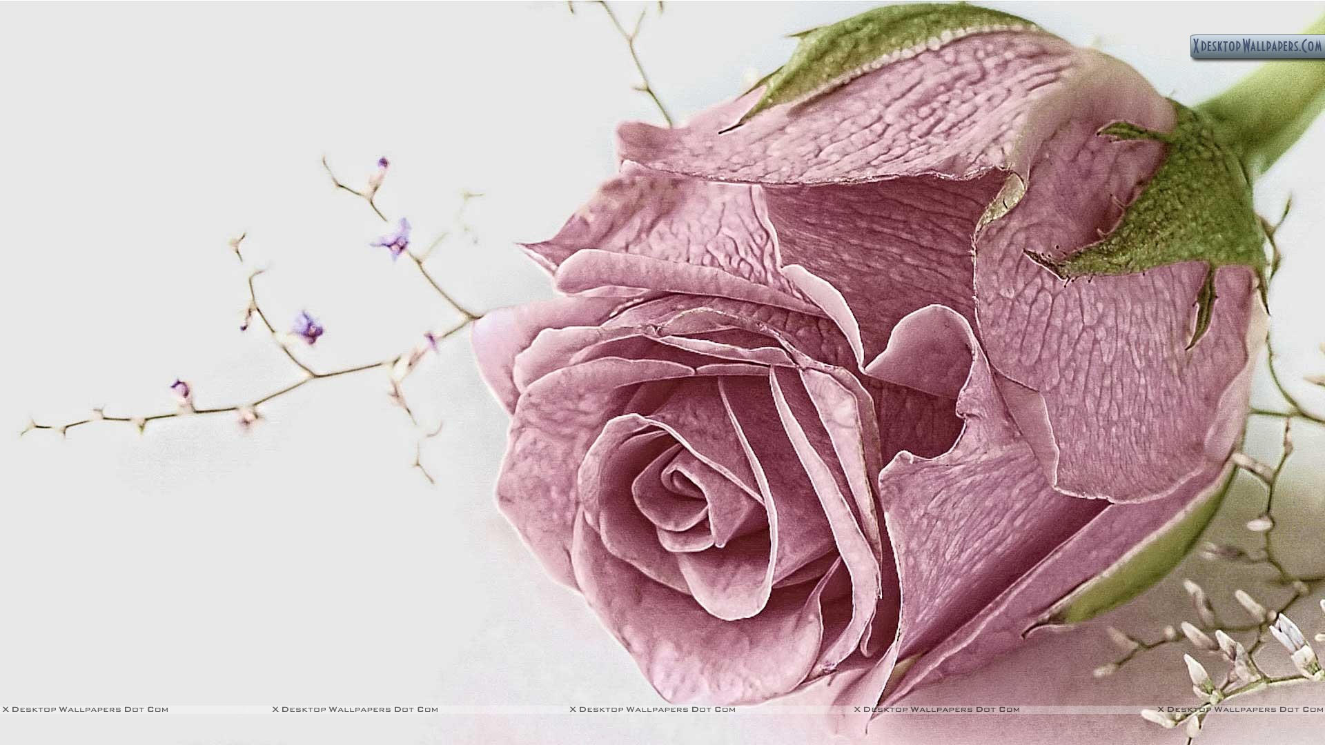 Old Pink Rose Closeup Pic Wallpaper