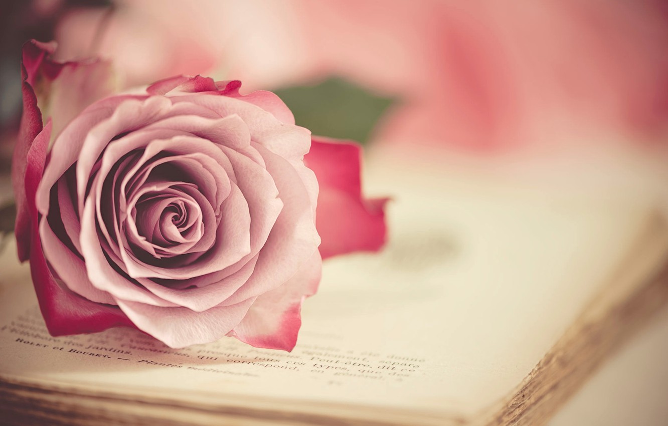 Wallpaper rose, Bud, book, vintage image for desktop, section цветы