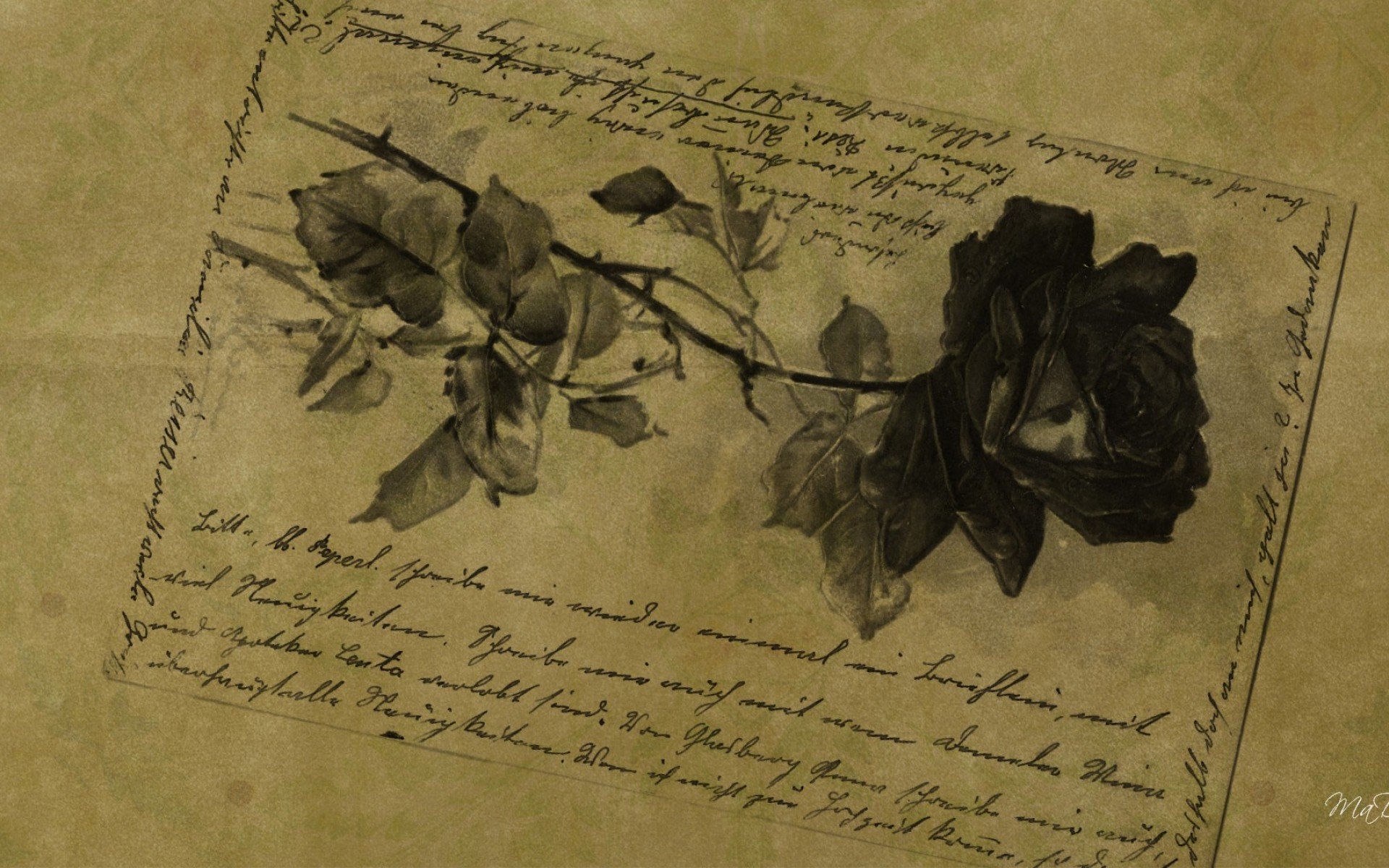 Vintage Rose On Old Paper Wallpaper & Background Download