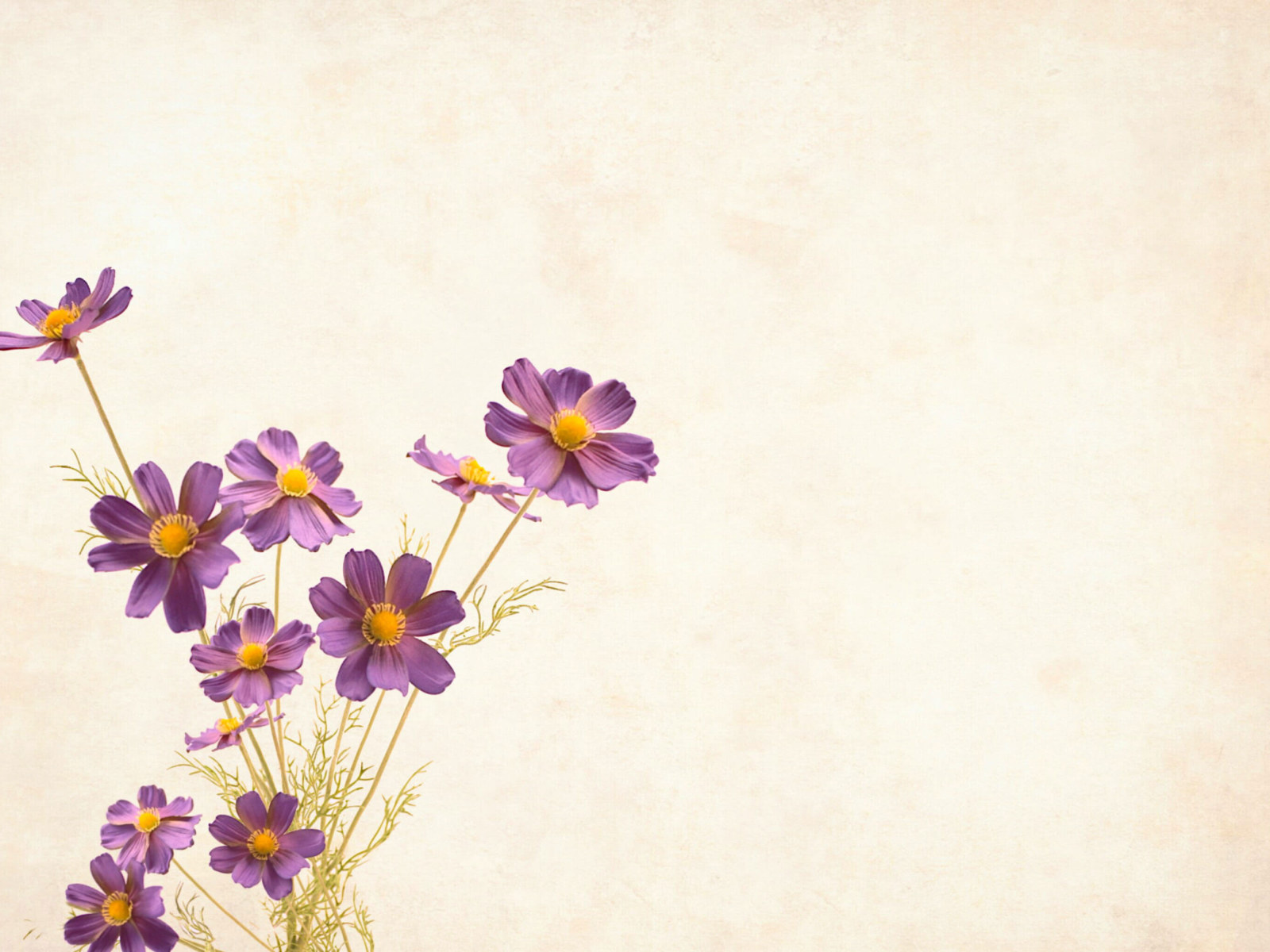 Flower Wallpaper, Background With Copyspace, Floral, Border, Garden Frame • Wallpaper For You