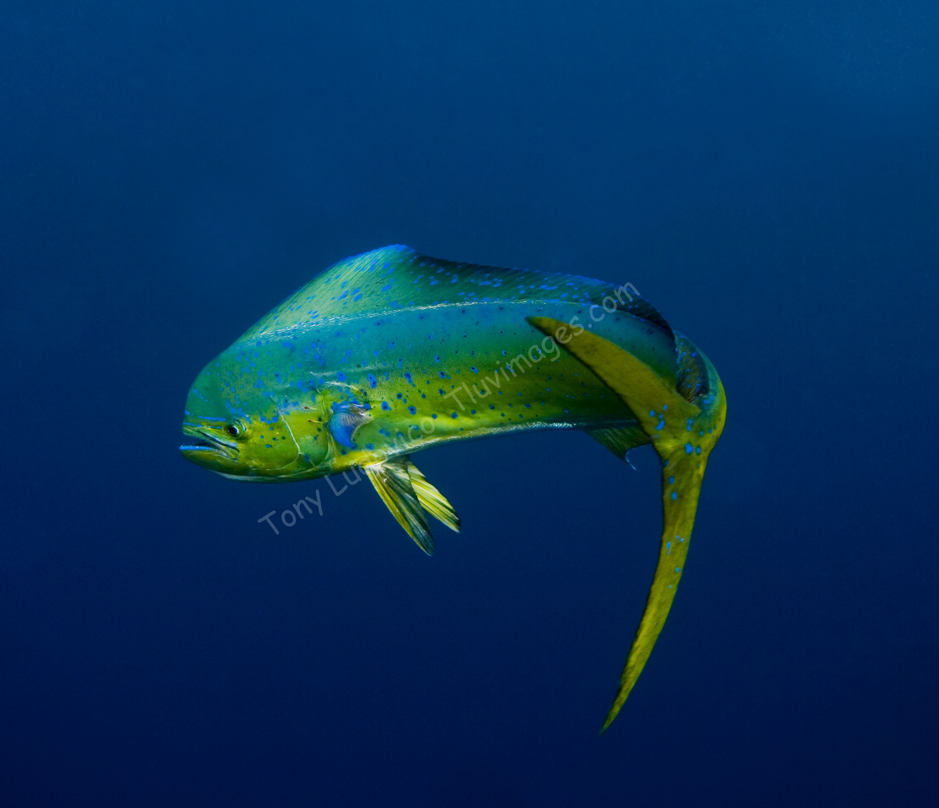 Get Bent. Underwater image, Fishing photography, Ocean habitat