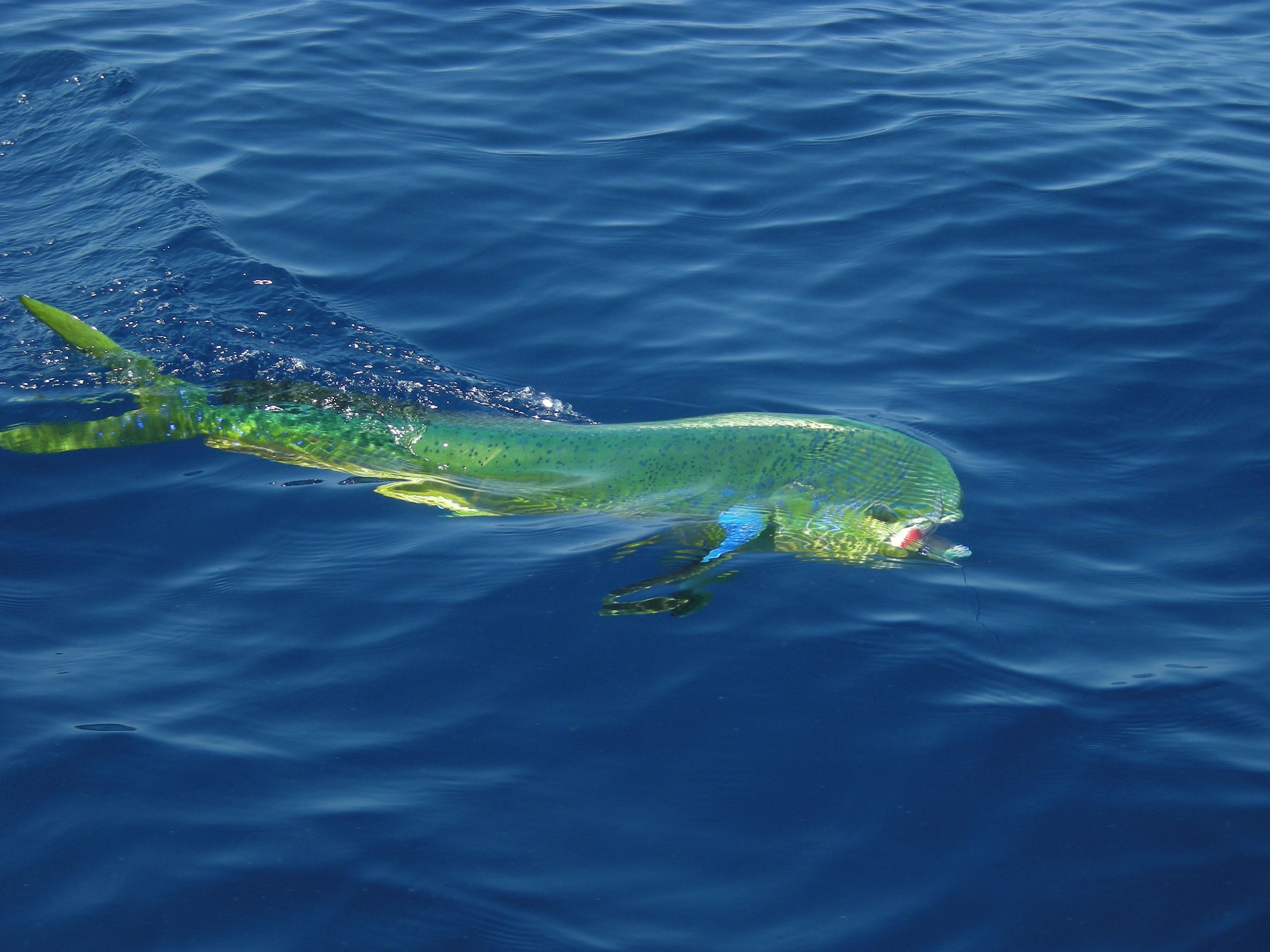 Index Of Wp Content Gallery Dolphinfish
