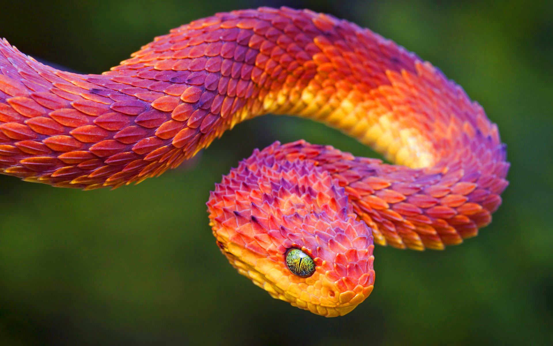 Colorful Snake Wallpaperx1200