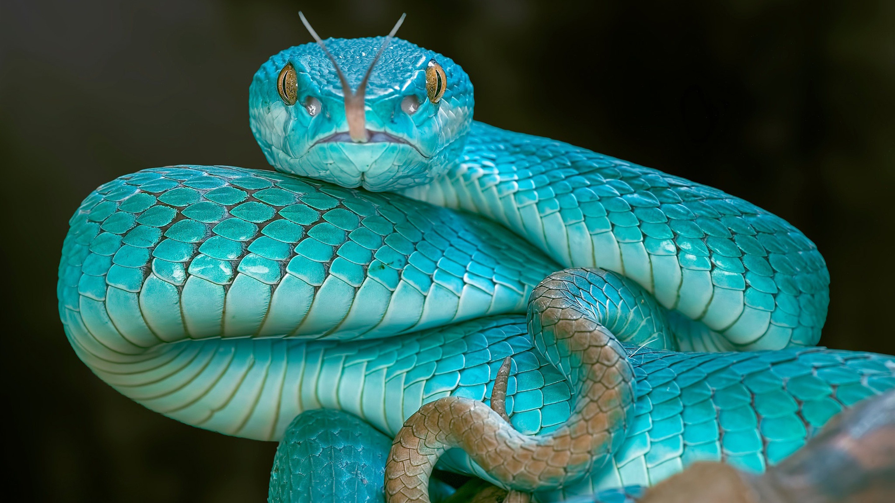 Viper Sky Color Snake Wallpaper Viper Snake