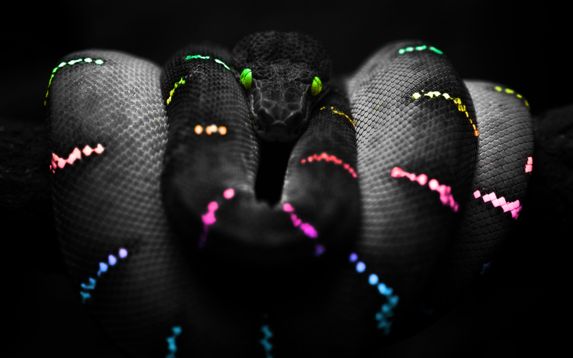 Colorful Snake Wallpaperx1200