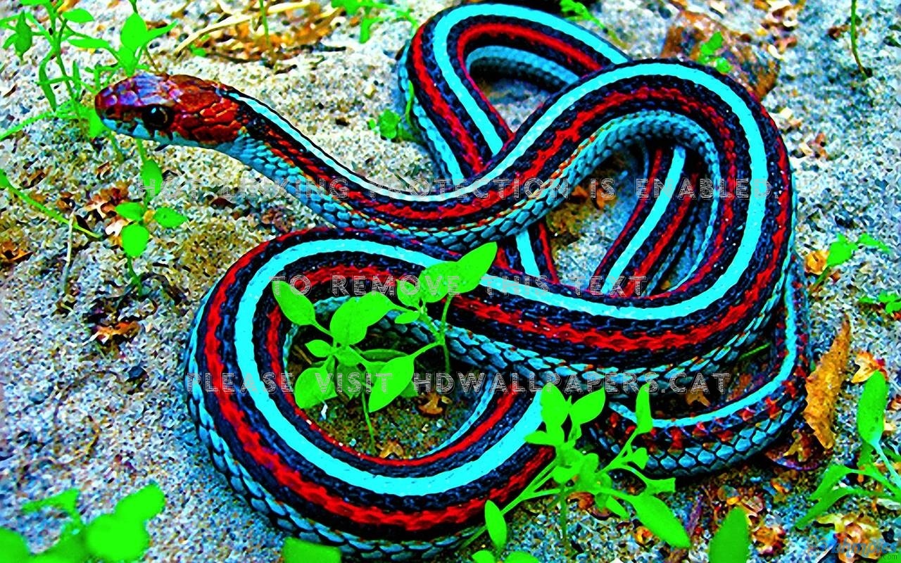 colorful snake animals striped reptiles