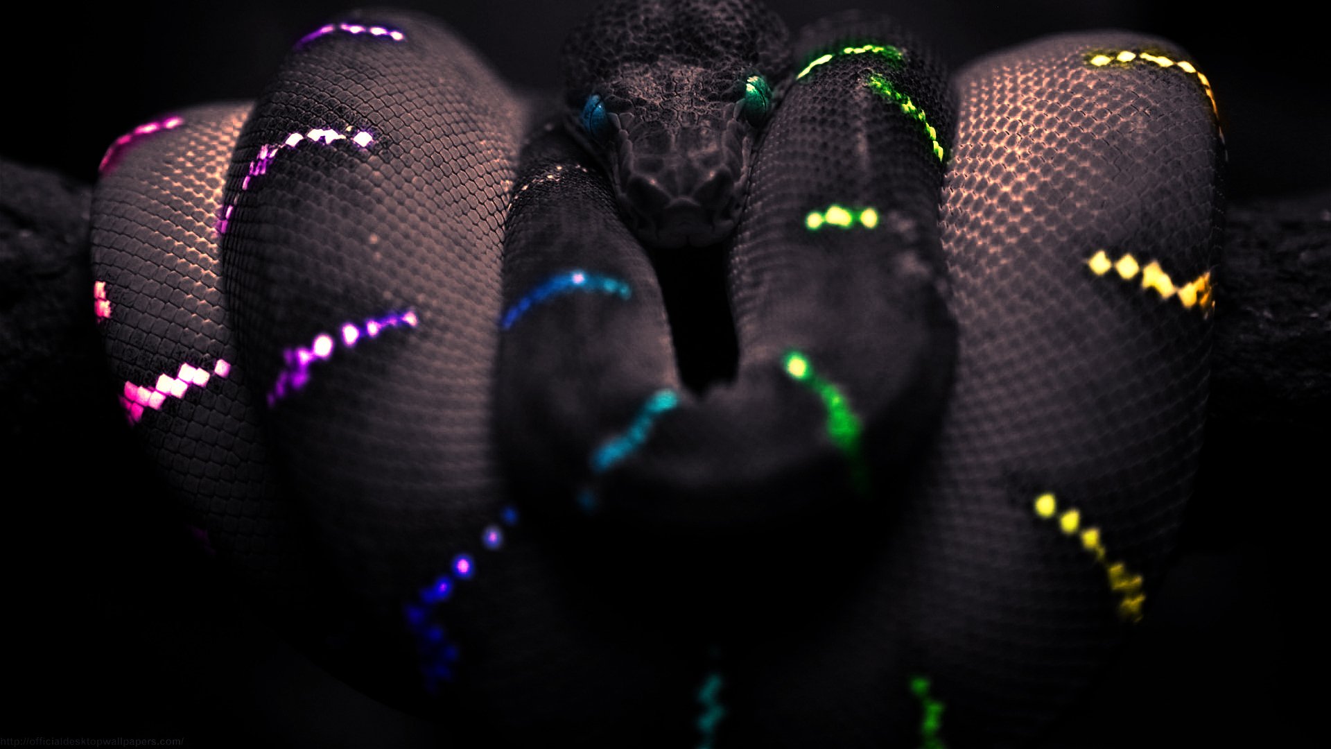 snakes, Colors Wallpaper HD / Desktop and Mobile Background
