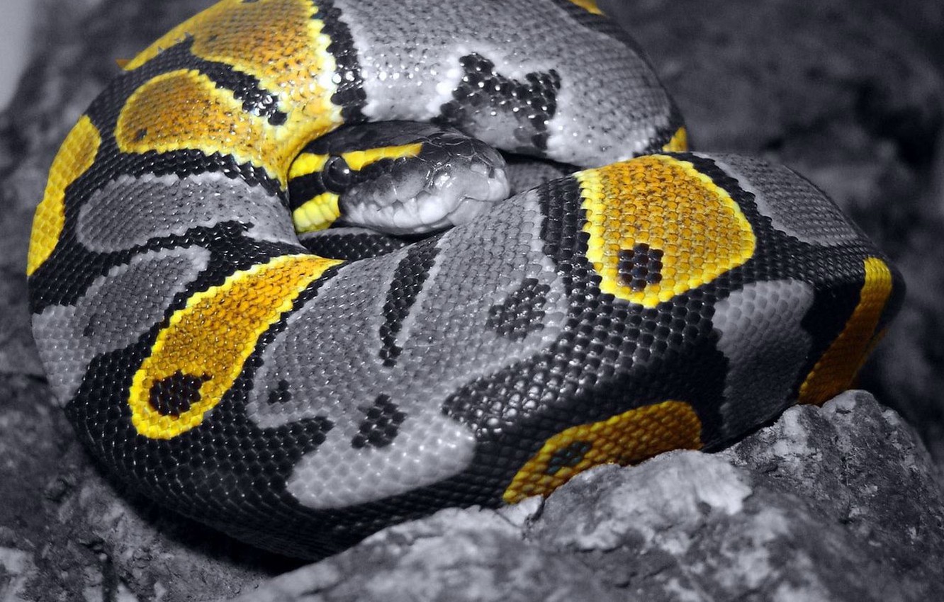 Wallpaper grey, color, Snake, scales - for desktop, section животные