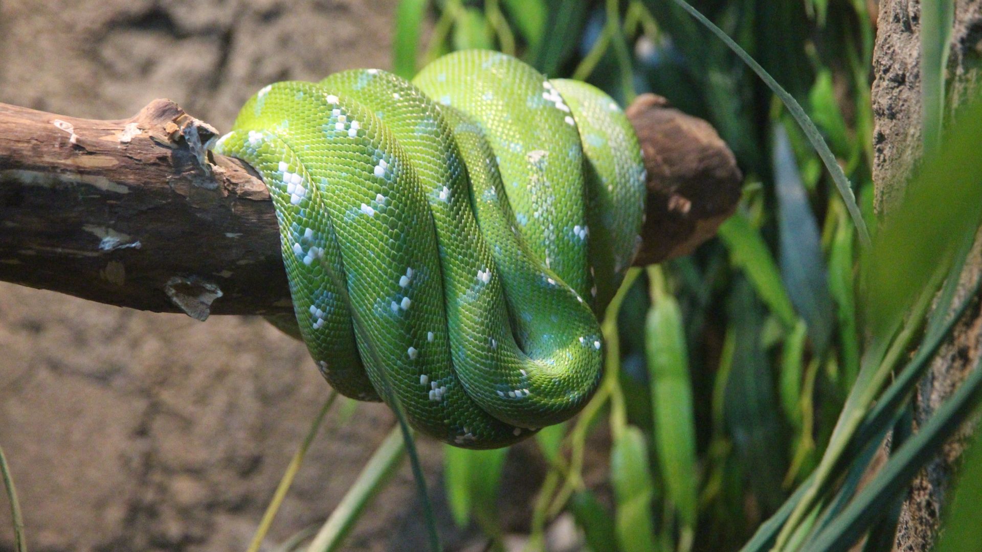 Desktop Wallpaper Boa Green Color Snake, HD Image, Picture, Background, Gxzlgn