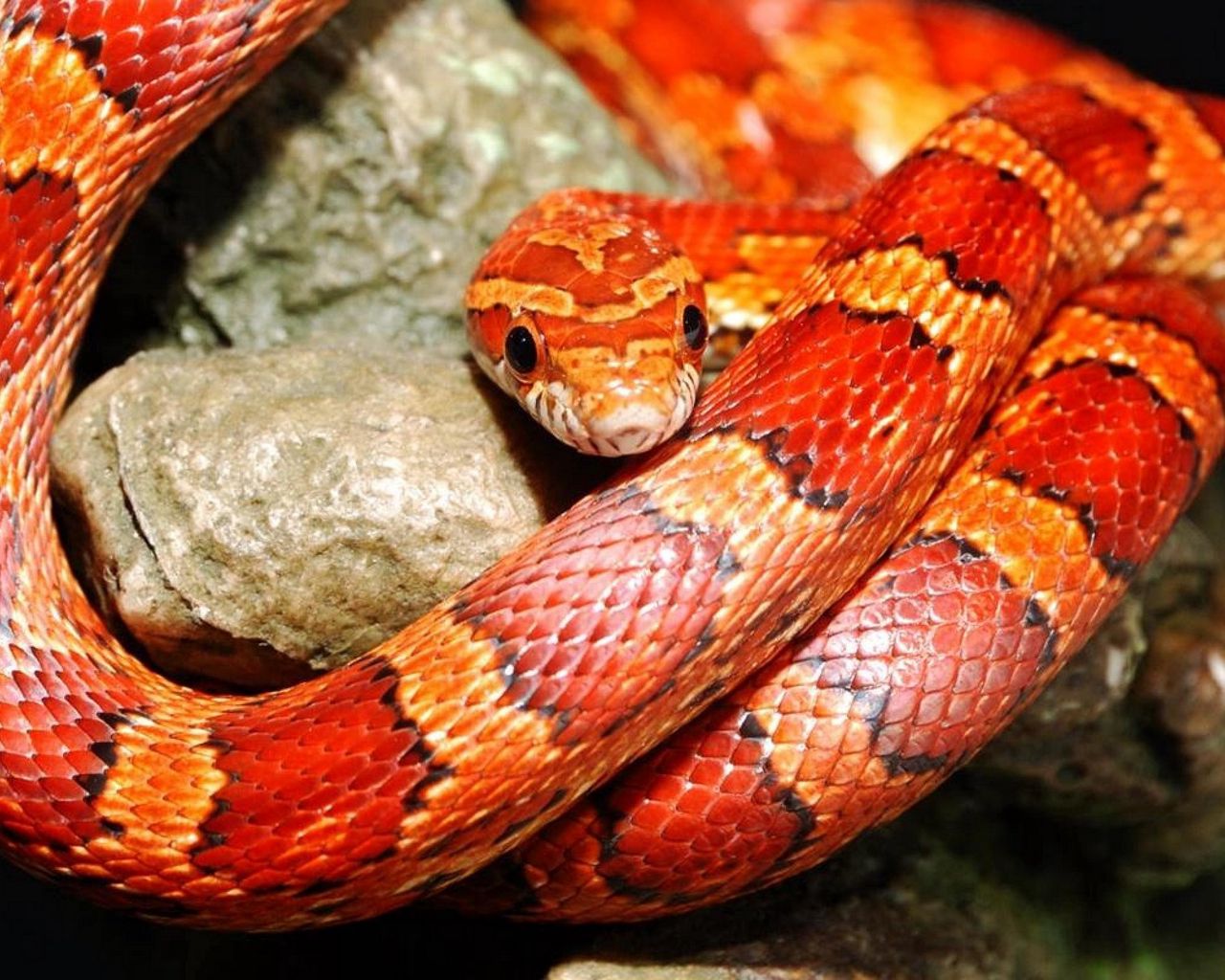 Download wallpaper 1280x1024 snake, color, reptile standard 5:4 HD background