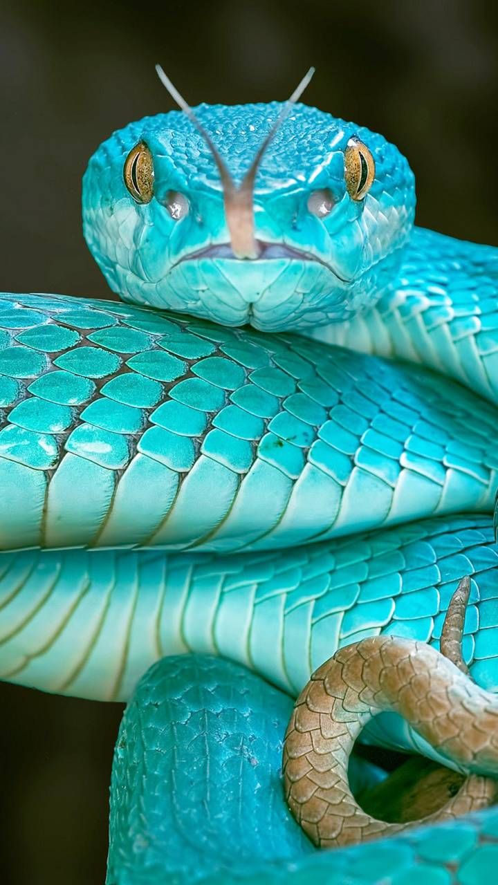 Download Snake Wallpaper by Zomka now. Browse millions of popular blue Wallpaper and Ringtones on Zedge. Snake wallpaper, Snake, Pet snake