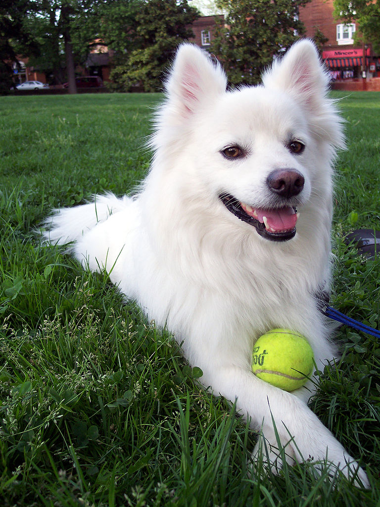 American Eskimo