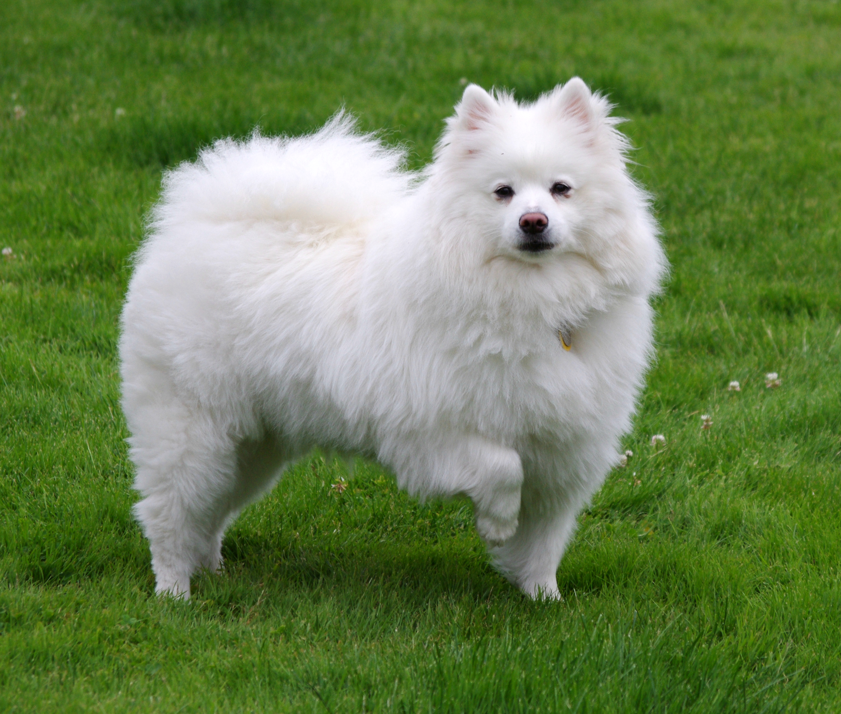 American Eskimo Dog Breed Information and Photo