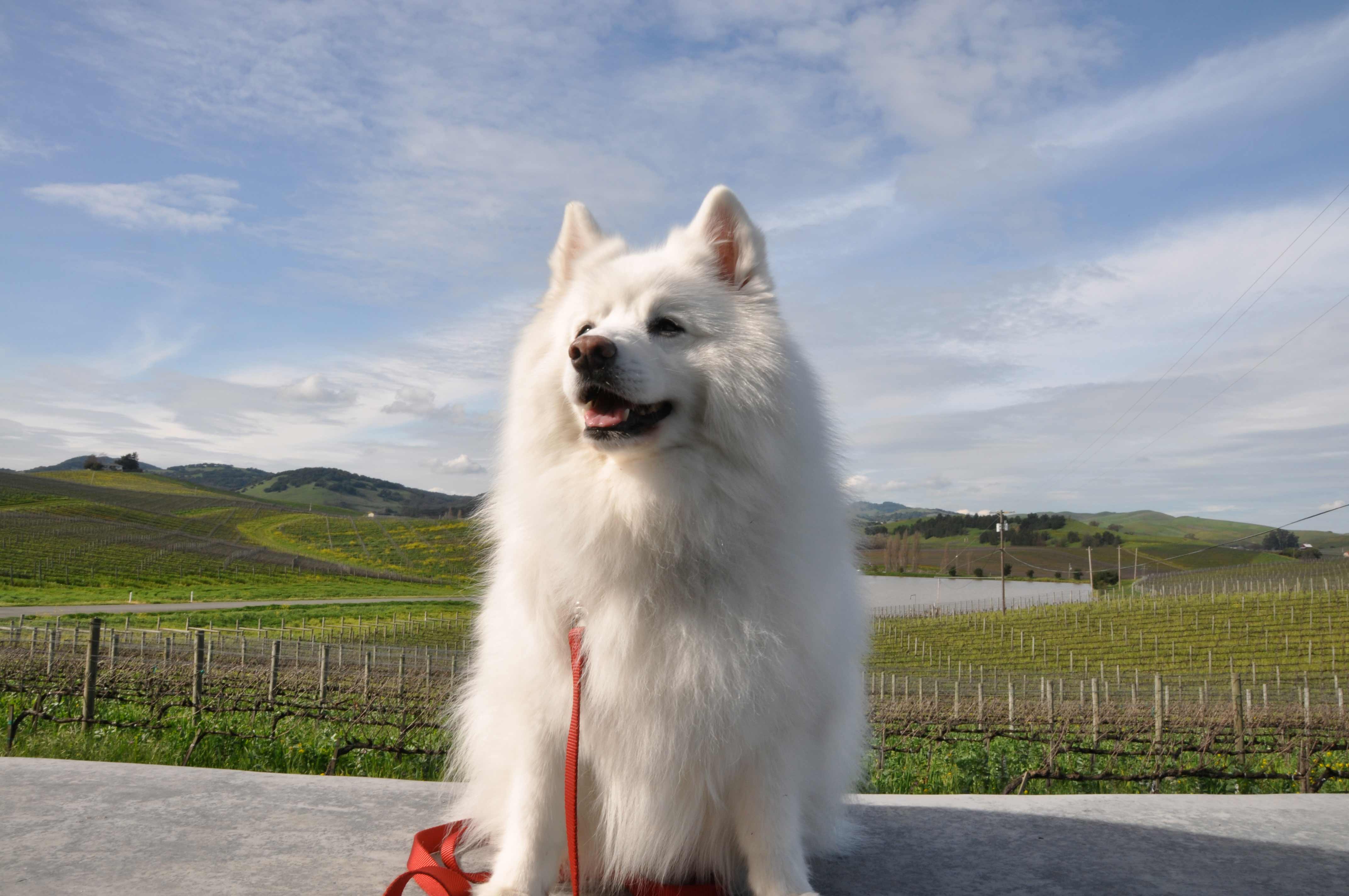 American Eskimo Dog Breed Picture, Photo, & Image