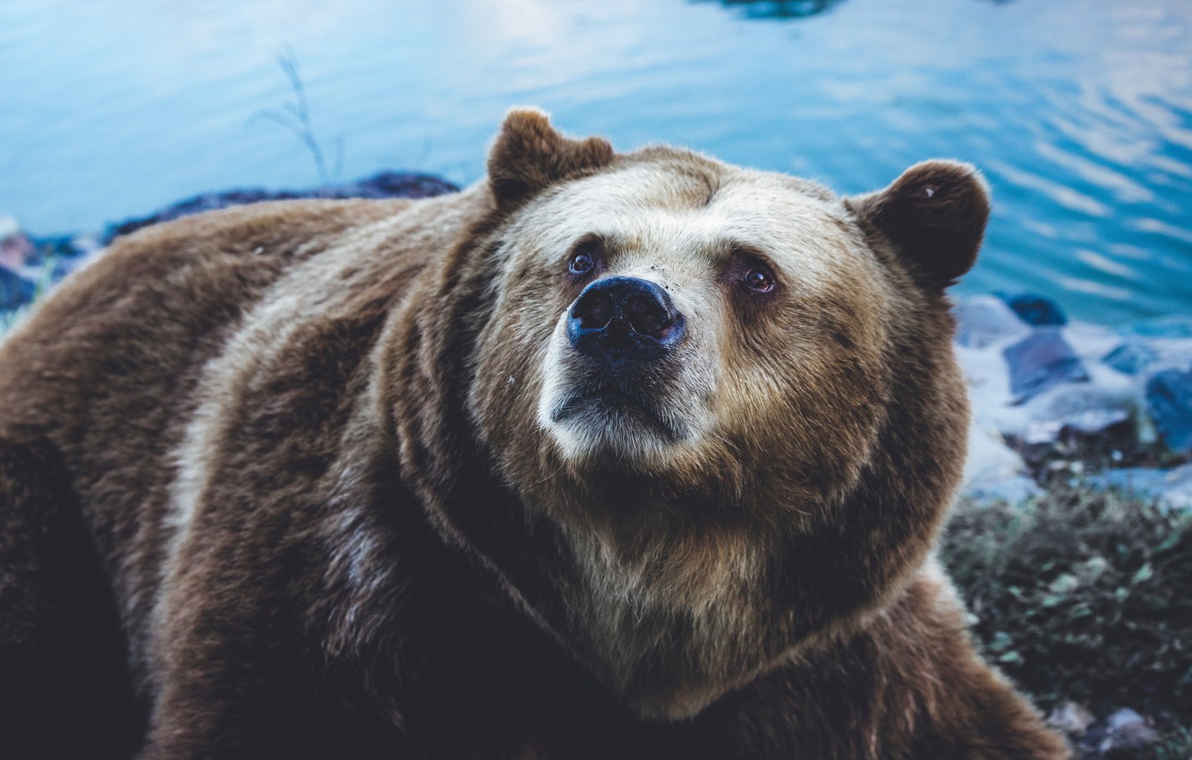 Wallpaper Bear, Sight, Grizzly image for desktop, section животные