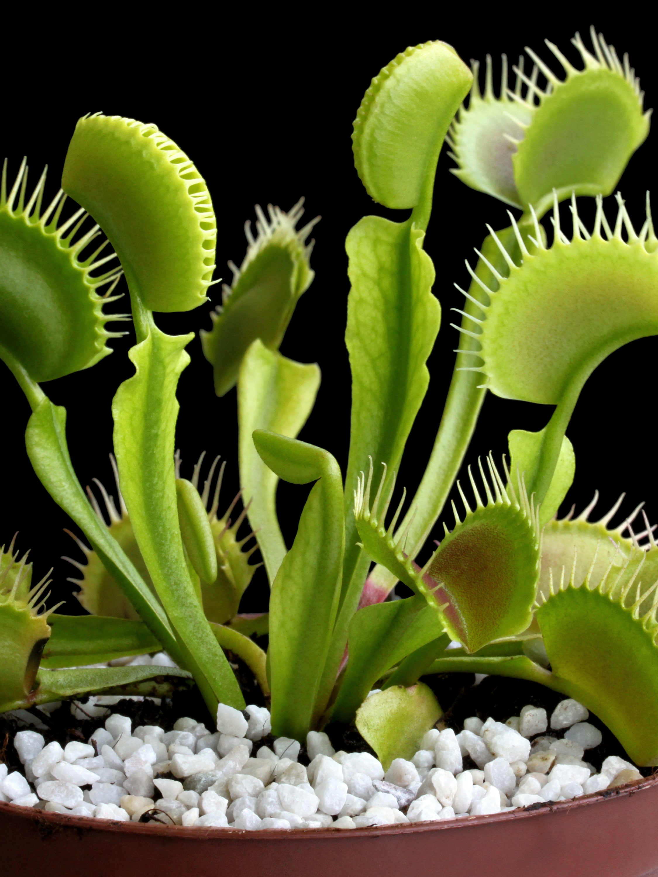 Carnivorous Plant Wallpapers - Wallpaper Cave