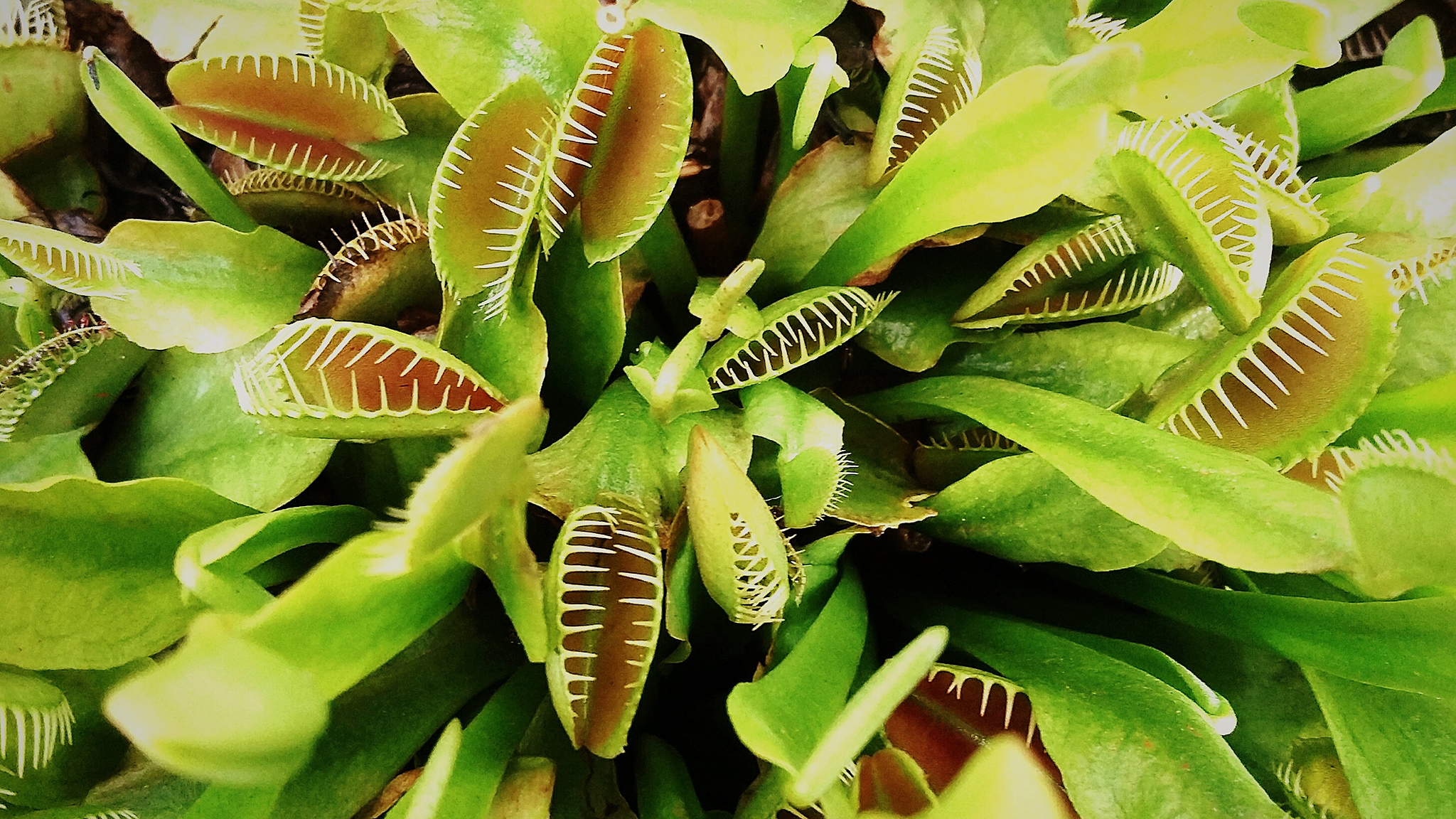 Carnivorous Plant Wallpapers - Wallpaper Cave