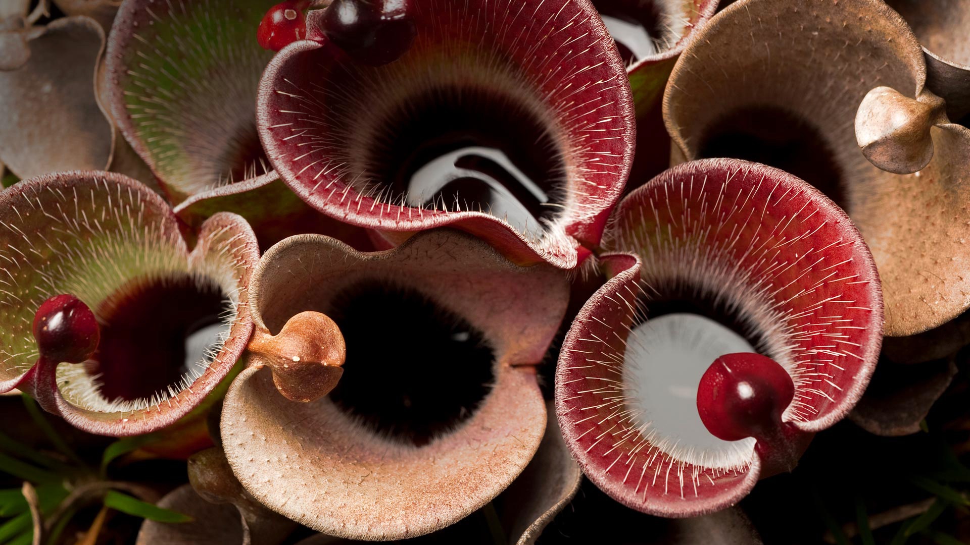 Pitcher Plant HD Wallpaper