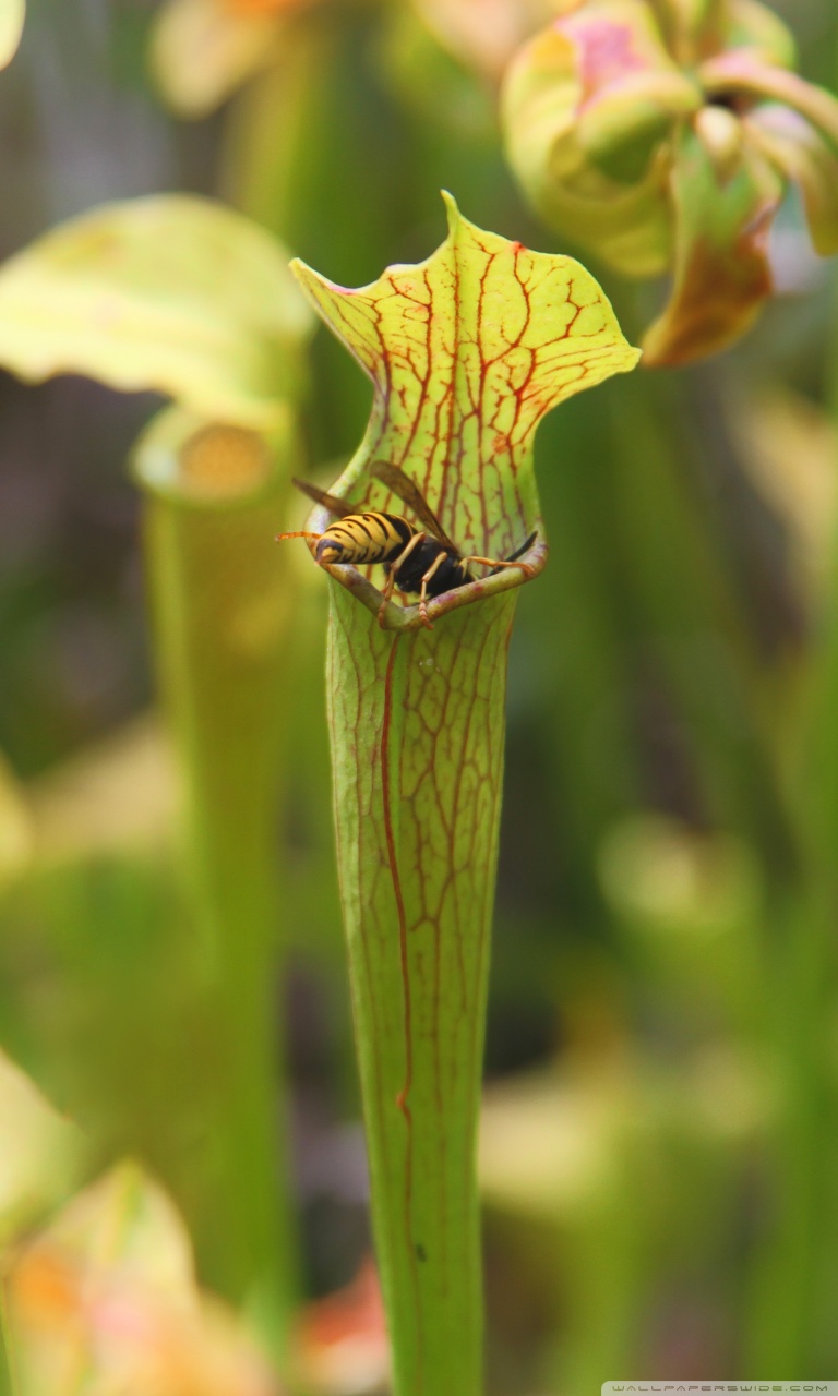 Carnivorous Plant Wallpapers - Wallpaper Cave