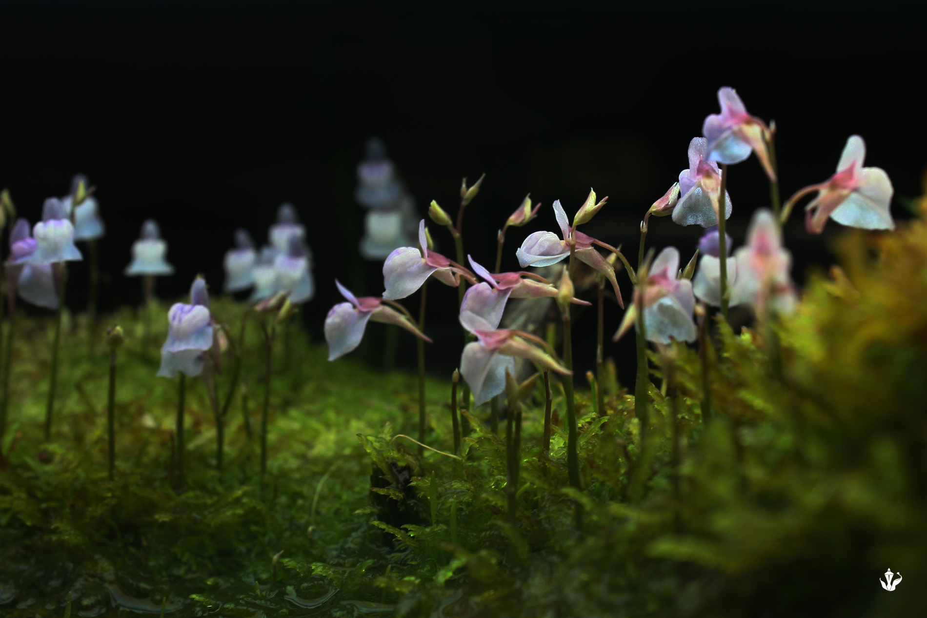 Utricularia graminifolia wallpaper. Plants UK