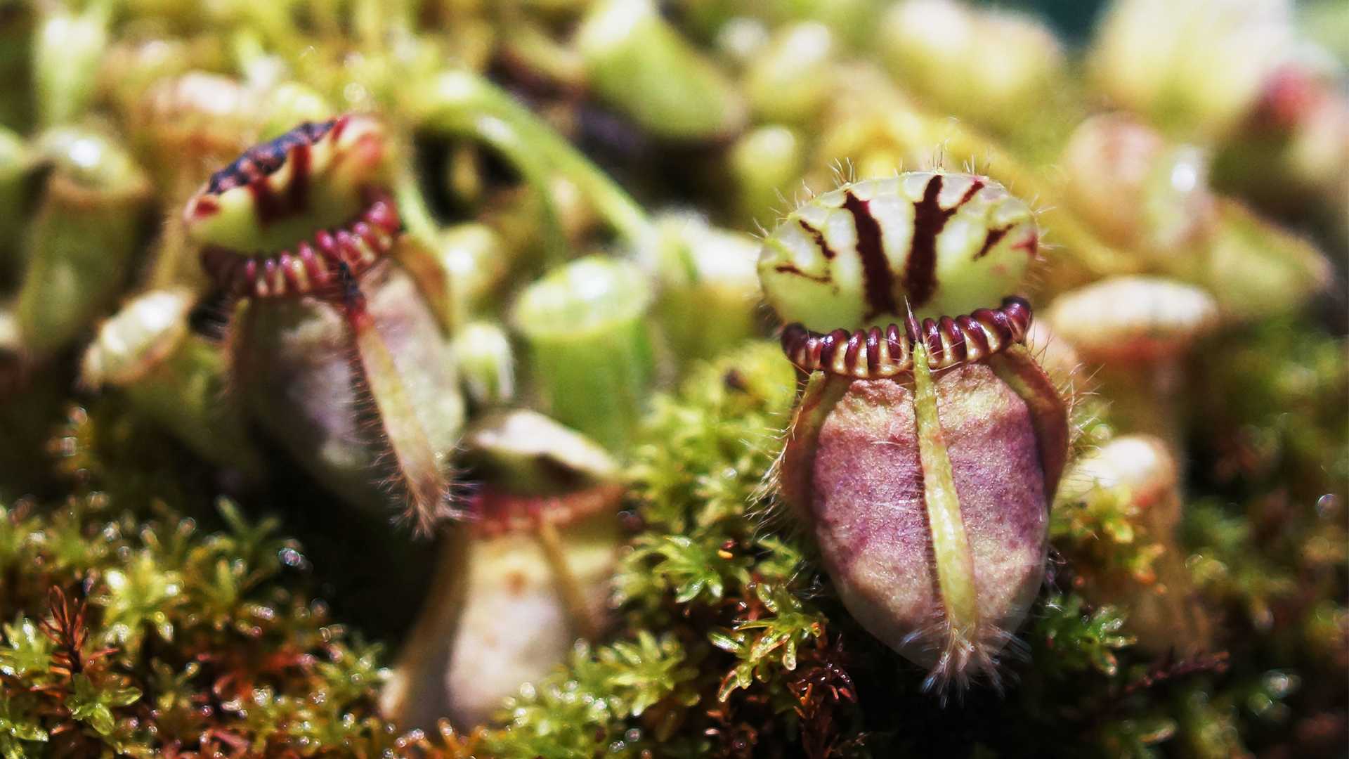 of the planet's most predatory plants