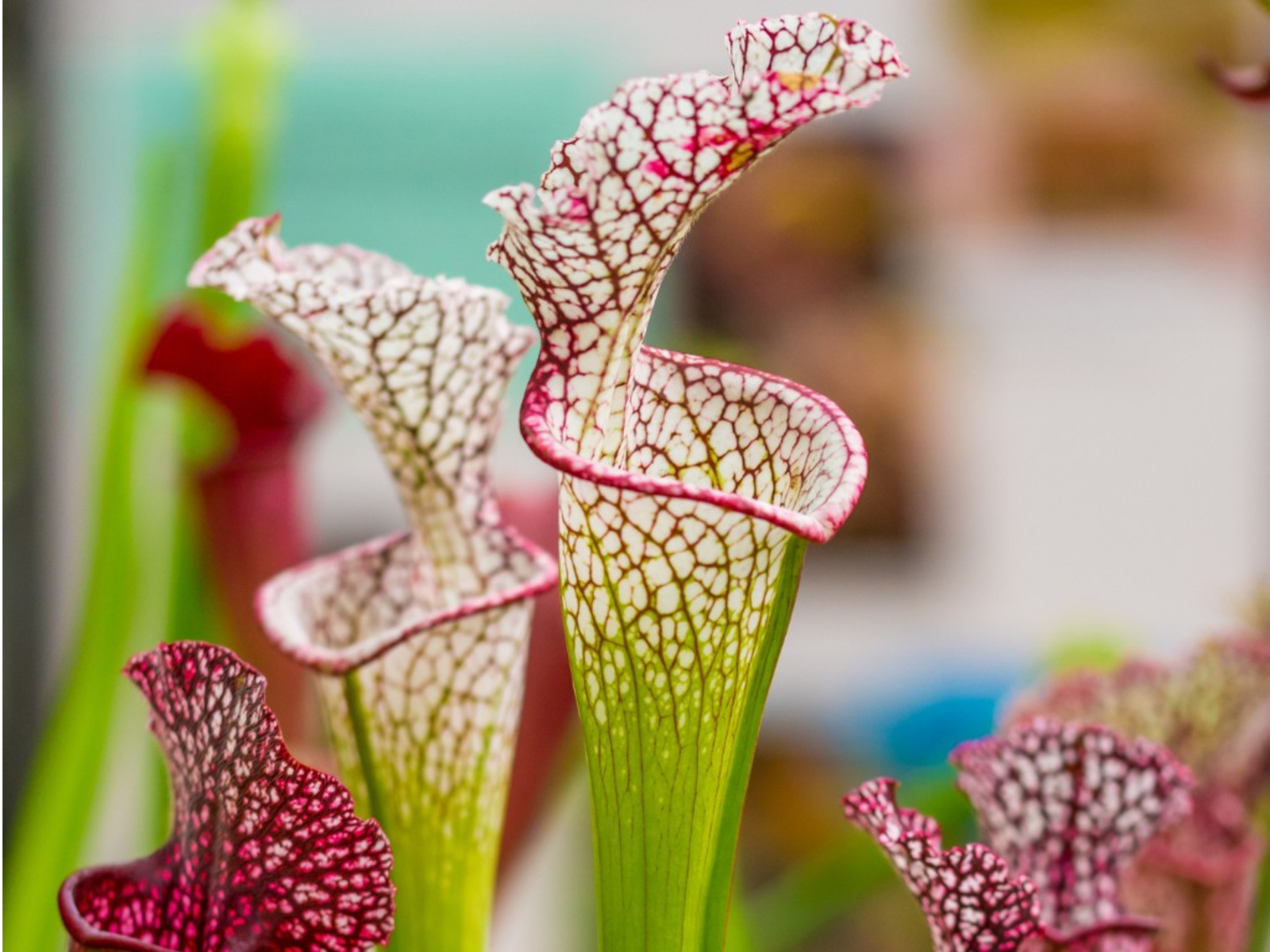 Over Wintering Pitcher Plants For Pitcher Plants In Winter