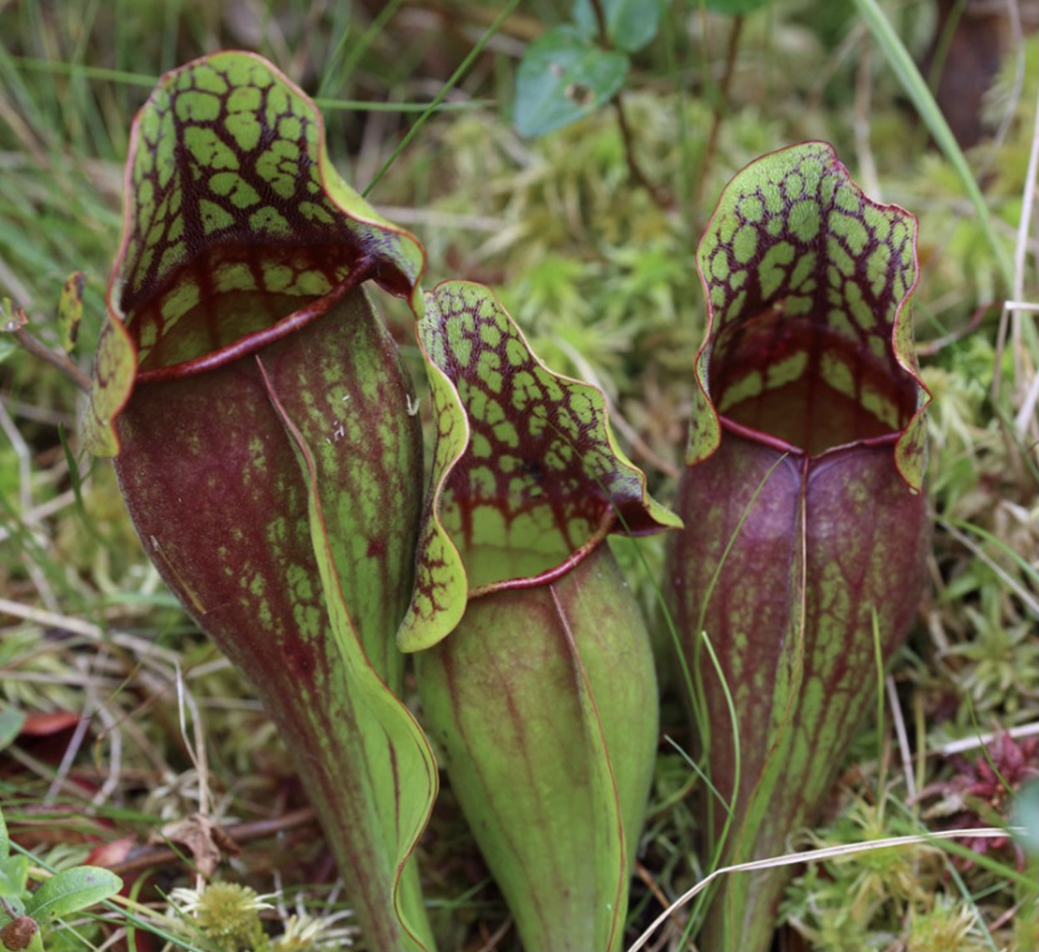 Carnivorous Plant Wallpapers - Wallpaper Cave