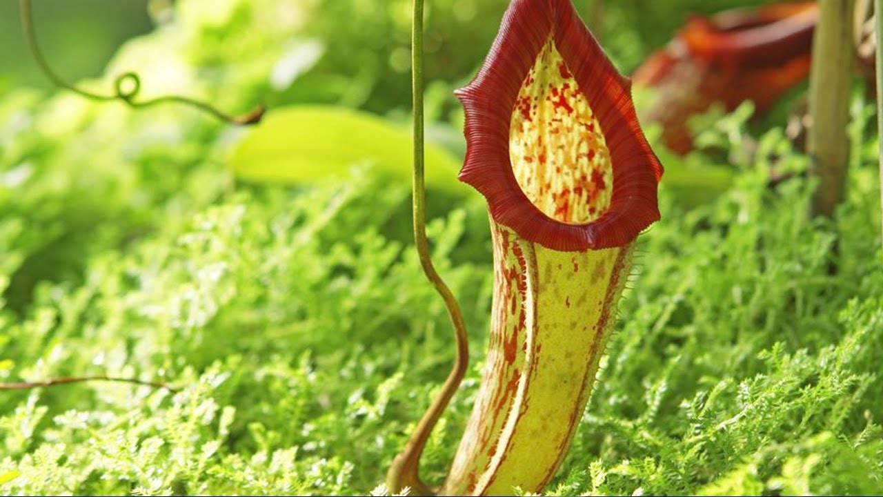 Carnivorous Plants. The Private Life of Plants