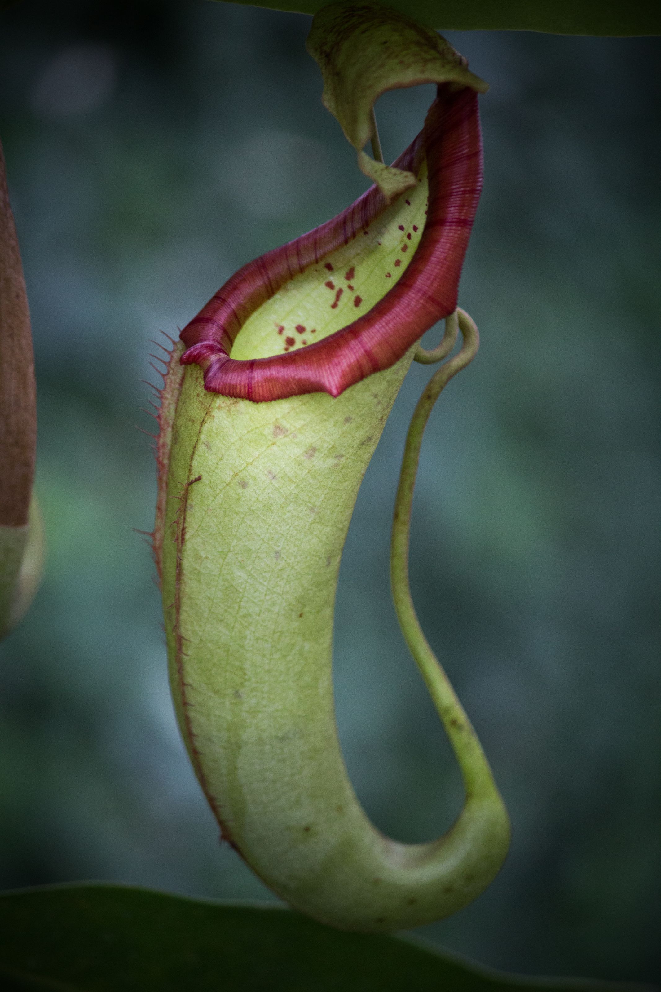 Carnivorous Plant Wallpapers - Wallpaper Cave