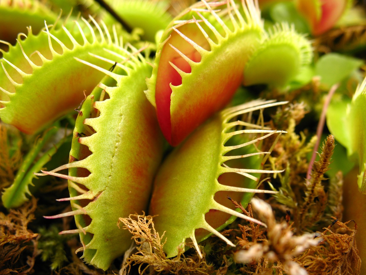 Carnivorous Plant Wallpapers - Wallpaper Cave