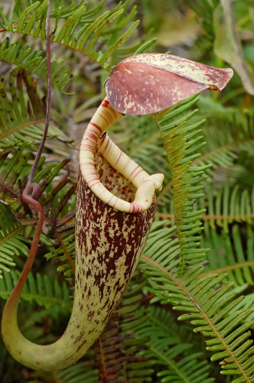 Carnivorous Plant Wallpapers - Wallpaper Cave